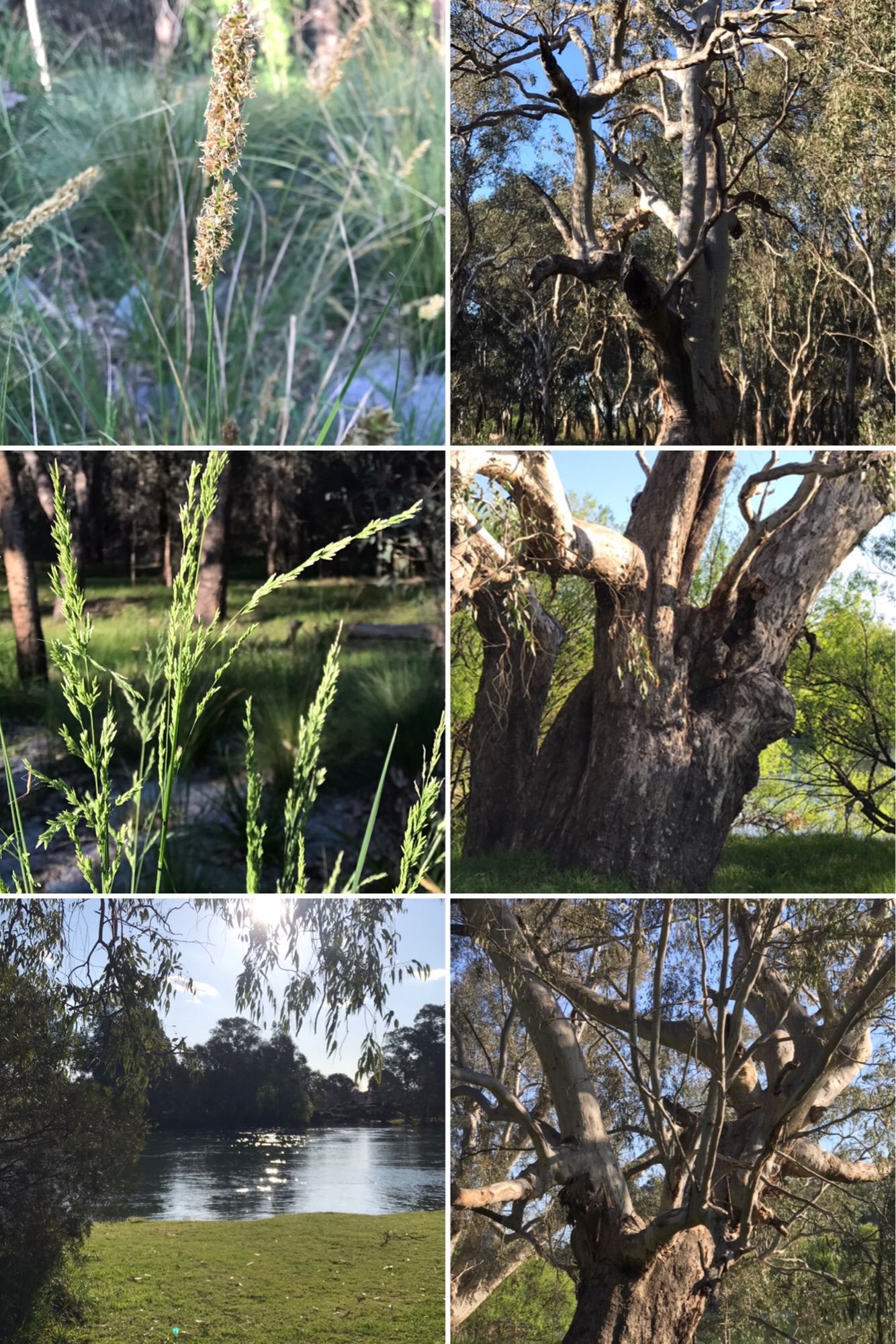 Six images showing native grasses, huge old redgums and the fast flowing Murray river