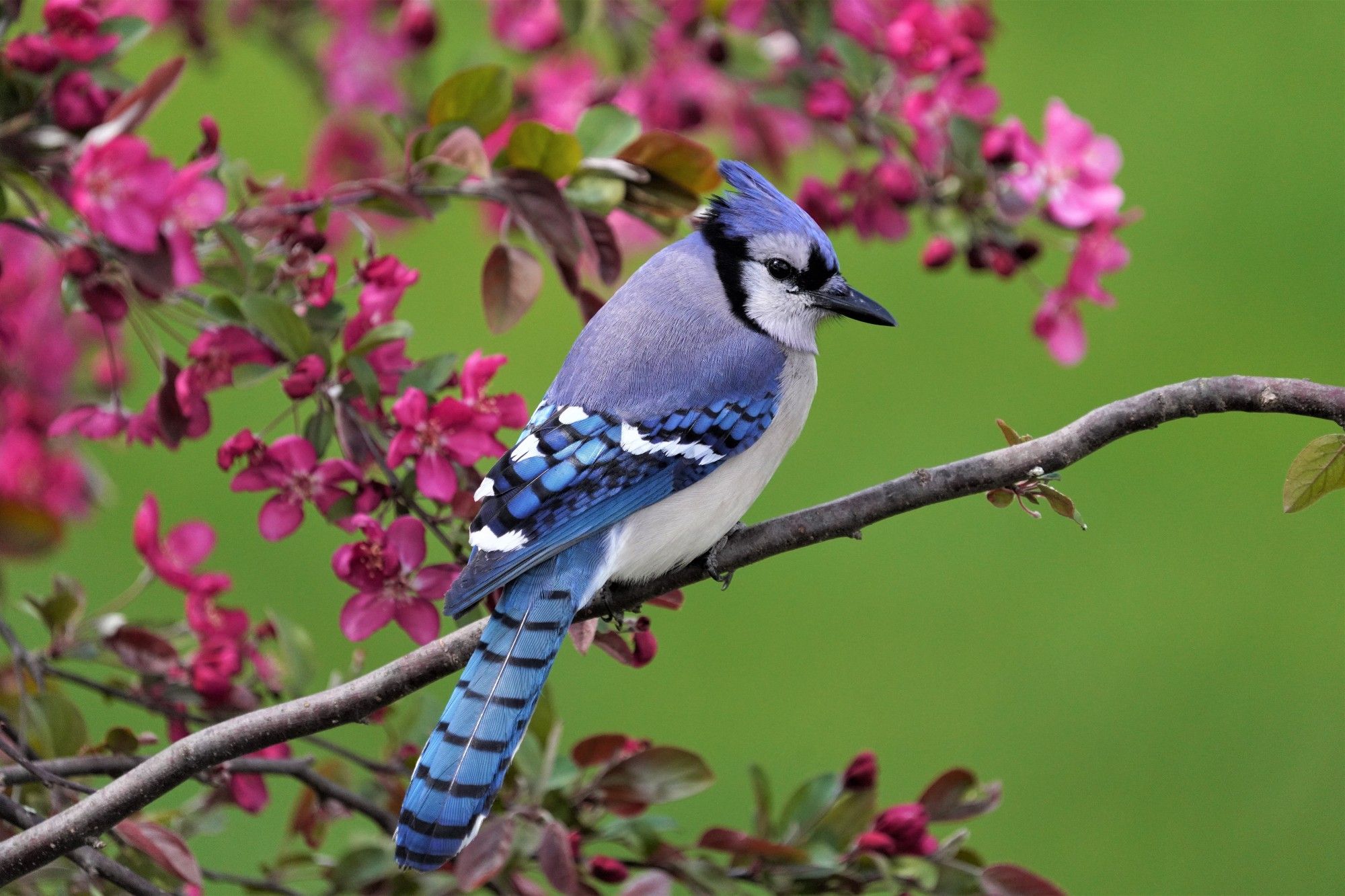 A medium-sized bird with a blue crest, white face, black beak, black necklace, blue back, white throat and belly, and blue wings and tail barred with black sits on a thin, bare branch. It is sitting in profile, back toward the camera, facing right with its head tilted just slightly toward the camera and kind of scrunched into its shoulders. Behind and to the left of it are the deep pink springtime blooms and dark green leaves of a crabapple tree. Across the entire photo is an apple green background.