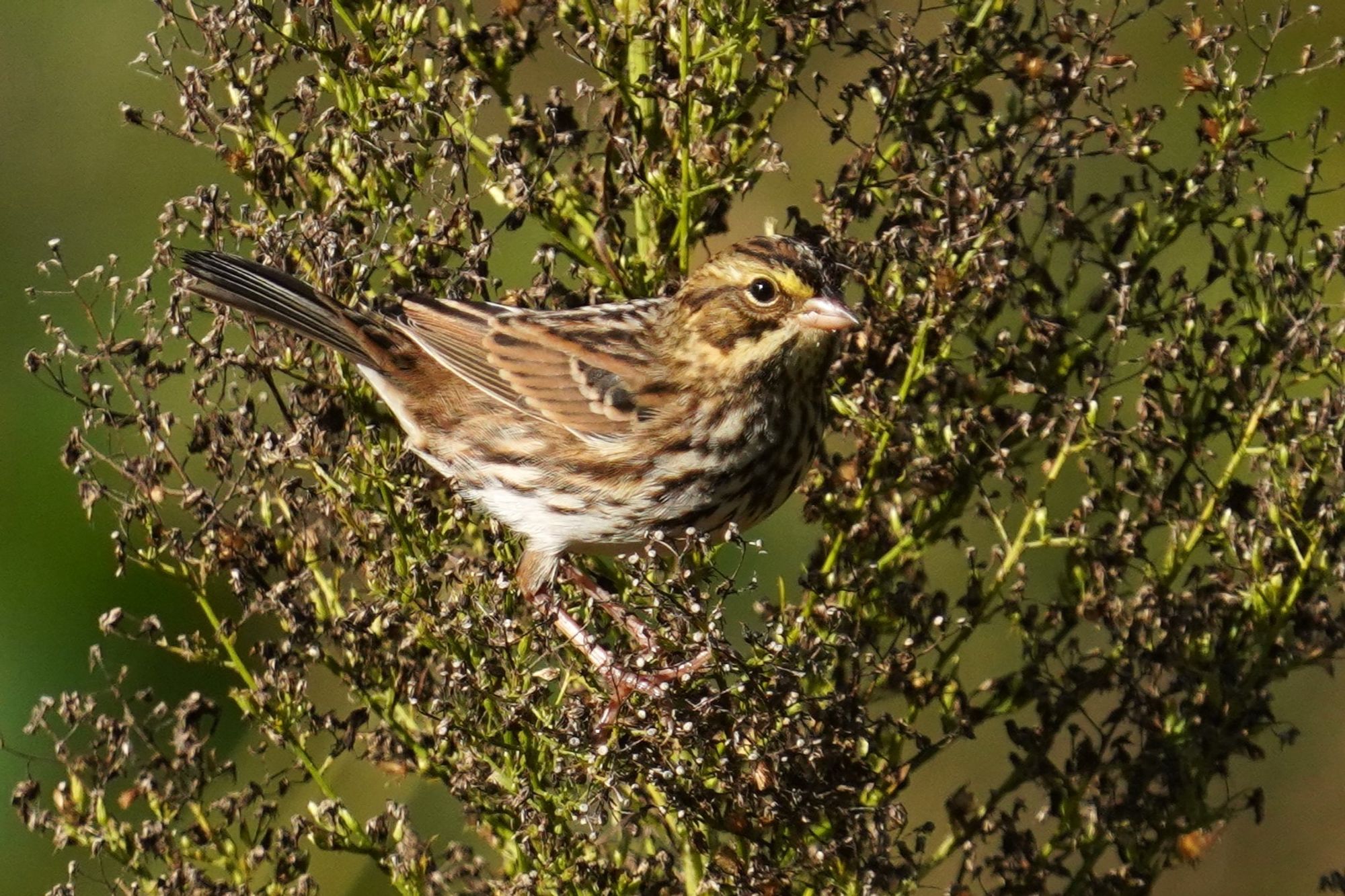 A photo taken this morning shows a Savannah Sparrow perched among a bushy plant that has green stems but has otherwise browned and gone to seed. The brown bird with black streaks has a white chest and belly with brown streaks, a short pink beak, and a small yellow patch in front of its sunlit black eye stands in profile facing right. The background is a mottled mix of greens. 