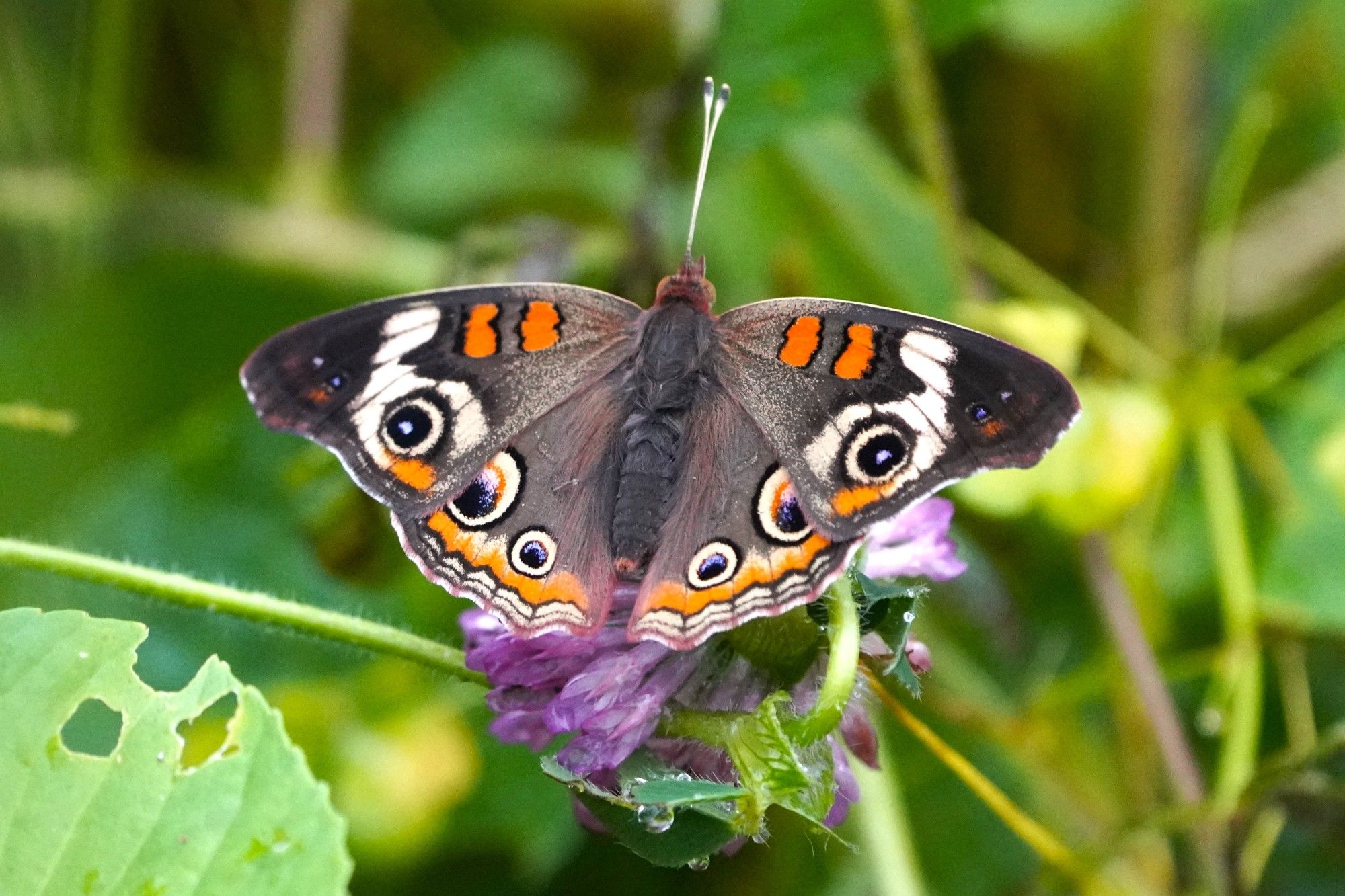 A dark brownish-gray butterfly with two long white antennae, two bright orange bars on each forewing, numerous 'eyespots' along the outer edge of each wing, and an orange band just above the brown-and-white edging of the hindwings perches with wings almost fully open on the purple bloom of a clover. The wings of the butterfly cover almost the whole flower so that there are only a couple of spots of purple color. The rest of the photo is filled with various shades of green vegetation, most of which is blurry and indistinct.