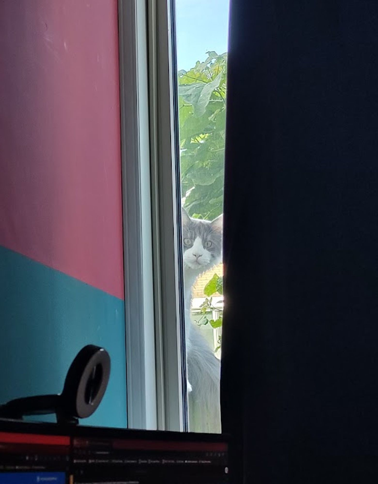 Photo of a cat peeking through a curtain into a room showing a PC monitor and camera.