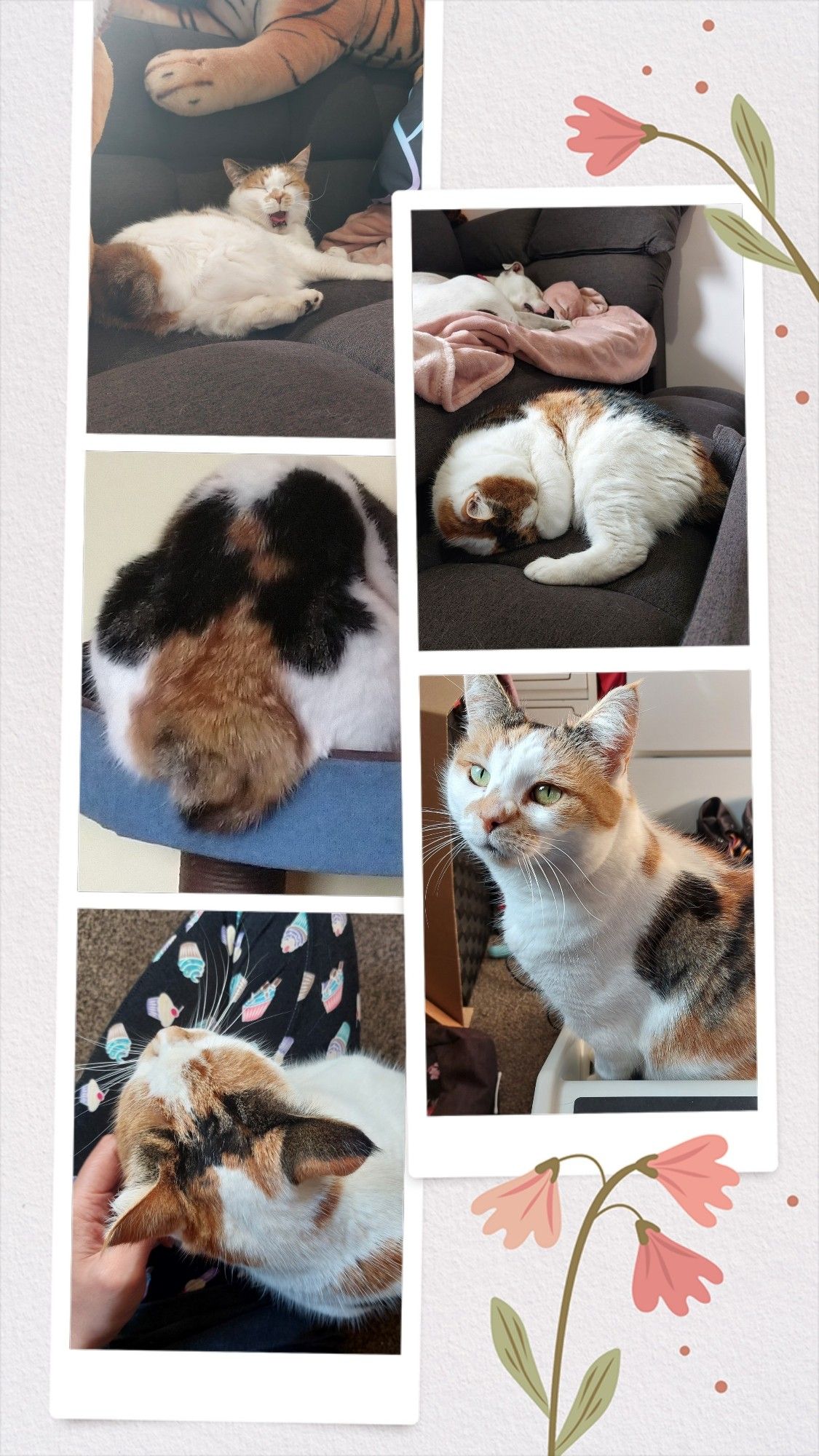 A collage of photos of a calico cat called Beans. She has three legs and a nub tail.