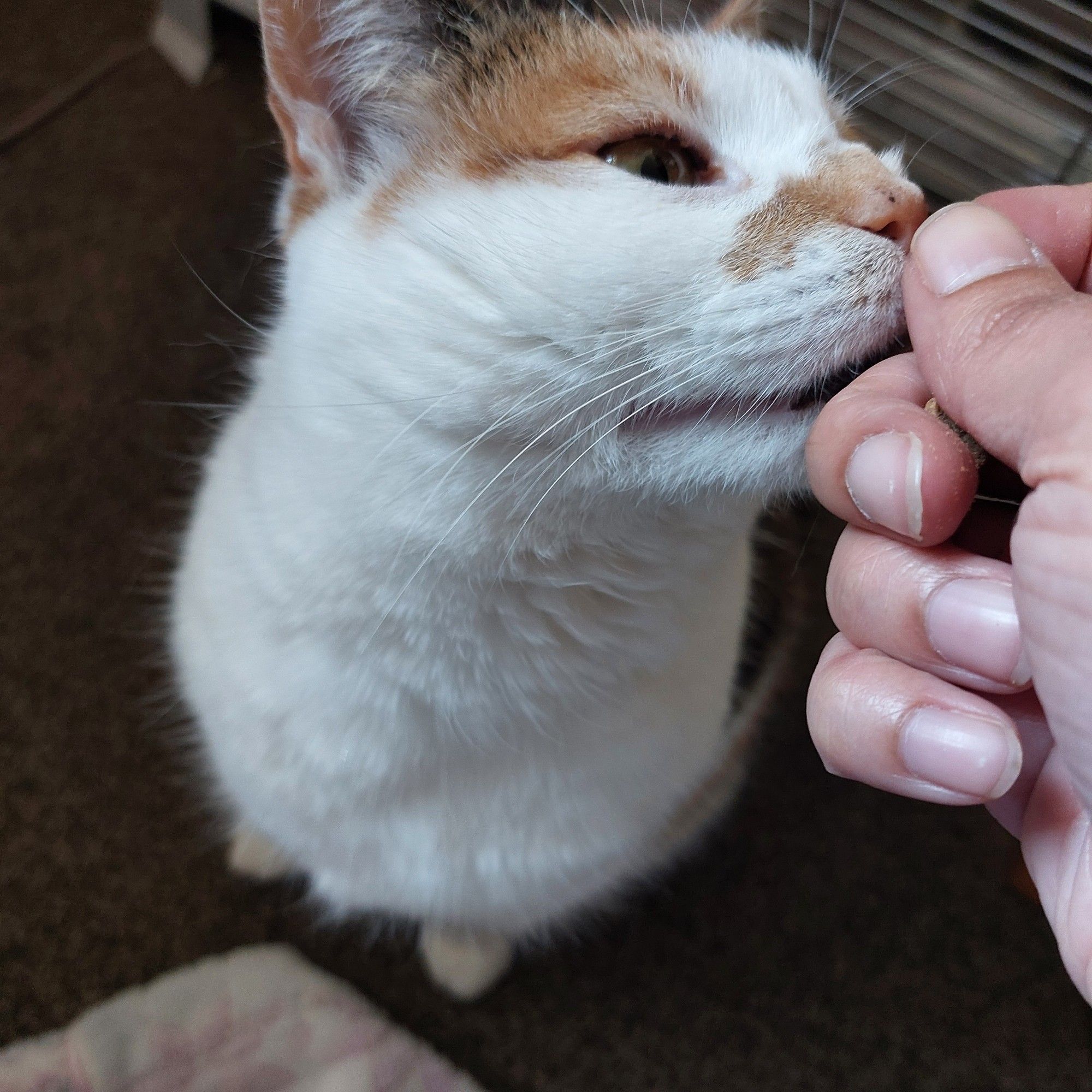 Beans is booping the hand that feeds