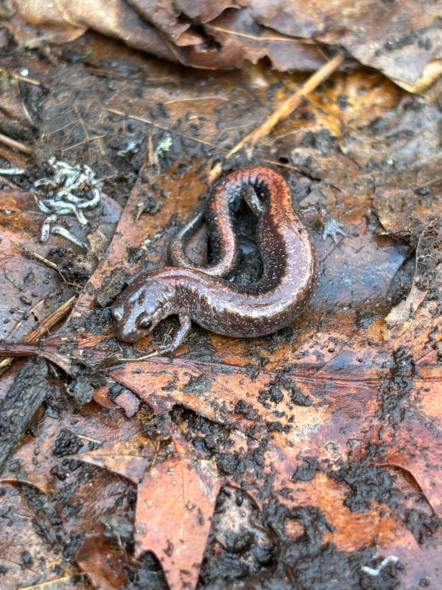 Red stripe salamader