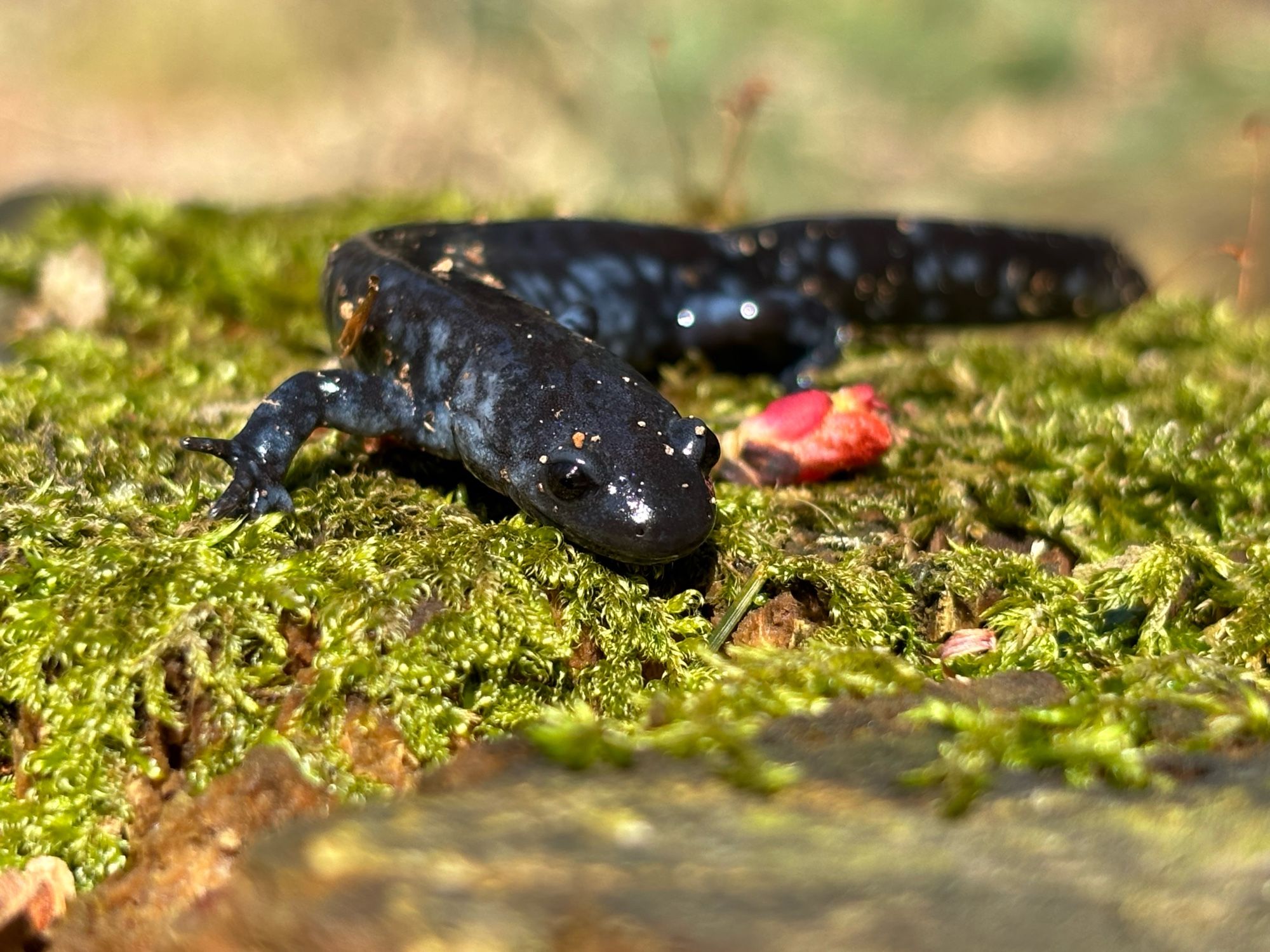 Blue spotted salamander