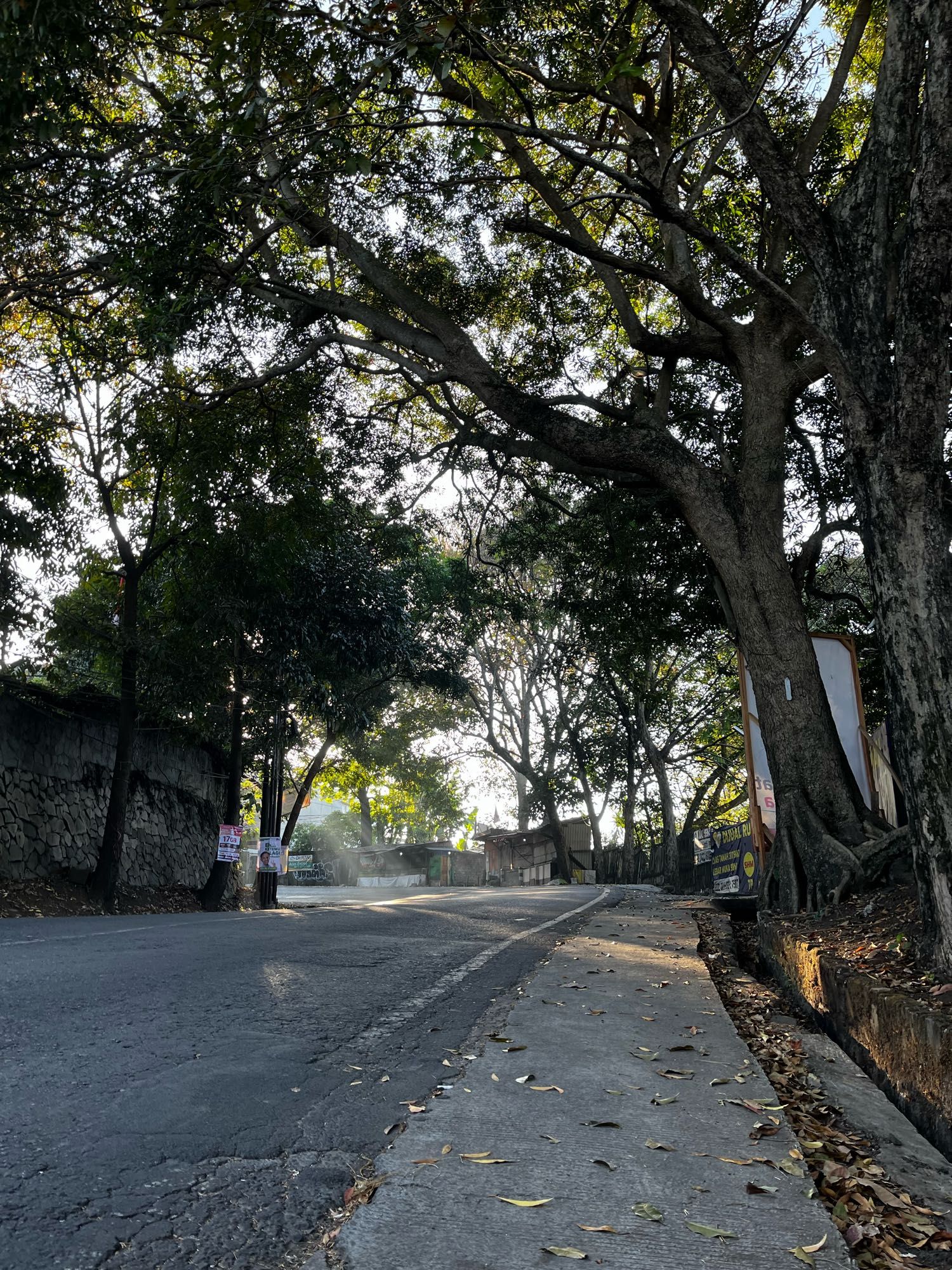 A photo of a bend in the road taken on a Monday morning, devoid of any kind of vehicles. Trees lining both sides, morning sunlight streaming through the leaves.