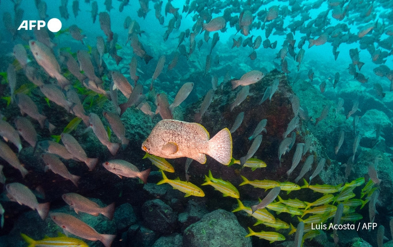 A vibrant underwater scene captures a diverse array of marine life around the remote island of Malpelo in the Colombian Pacific. The image prominently features a large, light-colored fish, possibly a grouper, swimming amidst a school of smaller fish, which appear to be yellowtail and other species. The background is filled with numerous fish swimming in various directions, creating a dynamic sense of movement and life. The underwater habitat is characterized by rocky formations and an array of ocean blues ranging from deep turquoise to lighter shades nearer the surface. The overall composition highlights the richness of marine biodiversity in this protected area, which serves as a refuge for endangered species. The image conveys the importance of conservation efforts to safeguard these delicate ecosystems from threats like illegal fishing.