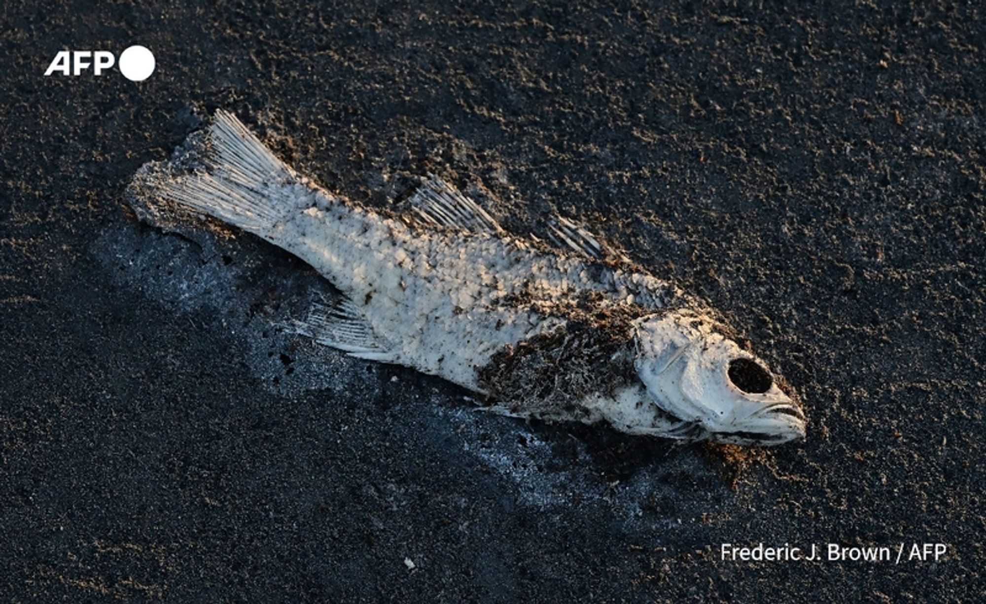 A dead fish lies on the surface of a dried, cracked shoreline, illustrating the impact of environmental changes at the Great Salt Lake in Utah. The fish, its scales dull and covered in a layer of white and gray substances, is positioned diagonally across the ground. The surrounding area is barren and devoid of water, highlighting the ecological challenges faced due to the lake's shrinking size. The background is a mix of dark earth tones that contrast with the fish's pale body. This image captures the stark consequences of climate change on local wildlife, relevant to the ongoing discussions about Utah's natural resources and environmental policies.