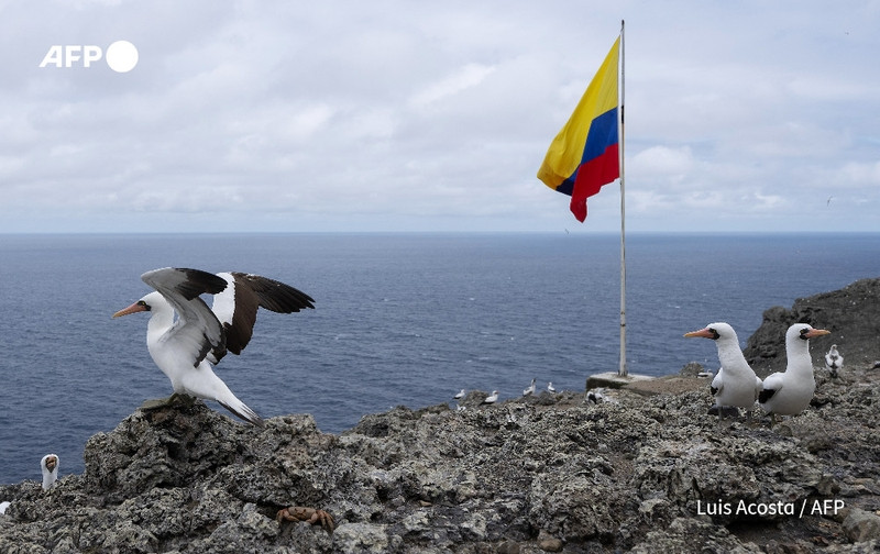 A rocky outcrop on a remote island is the setting, where several seabirds are gathered. In the foreground, a bird with a white body and dark wings is spreading its wings, potentially preparing for flight. Nearby, two other seabirds, also with white bodies and distinct features, stand on the rocky surface. In the background, the vast expanse of the ocean stretches out under a cloudy sky, with shades of gray and blue dominating the scene. A tall flagpole displaying the Colombian flag—featuring yellow, blue, and red horizontal stripes—stands prominently against the backdrop. The overall atmosphere conveys a sense of wildness and isolation, typical of a protected marine area teeming with wildlife. The image captures the unspoiled nature surrounding Malpelo Island, emphasizing its significance as a refuge for endangered marine species.