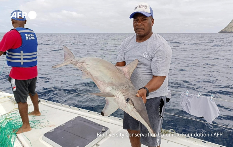 A person stands on the deck of a catamaran named "Silky," holding up a large shark, showcasing its streamlined body and prominent dorsal fin. The individual has a serious expression, dressed in a gray shirt, and is wearing a blue cap. In the background, another crew member dressed in a red shirt and blue life vest is positioned near the boat's rear, while a body of water stretches out, reflecting gray skies. The waters around the remote Malpelo Island, known for its rich marine biodiversity, can be seen. Along the side of the catamaran, there's fishing netting visible, highlighting the crew's focus on marine conservation efforts against illegal fishing. The atmosphere combines tension and purpose, emphasizing the importance of protection for endangered marine species.