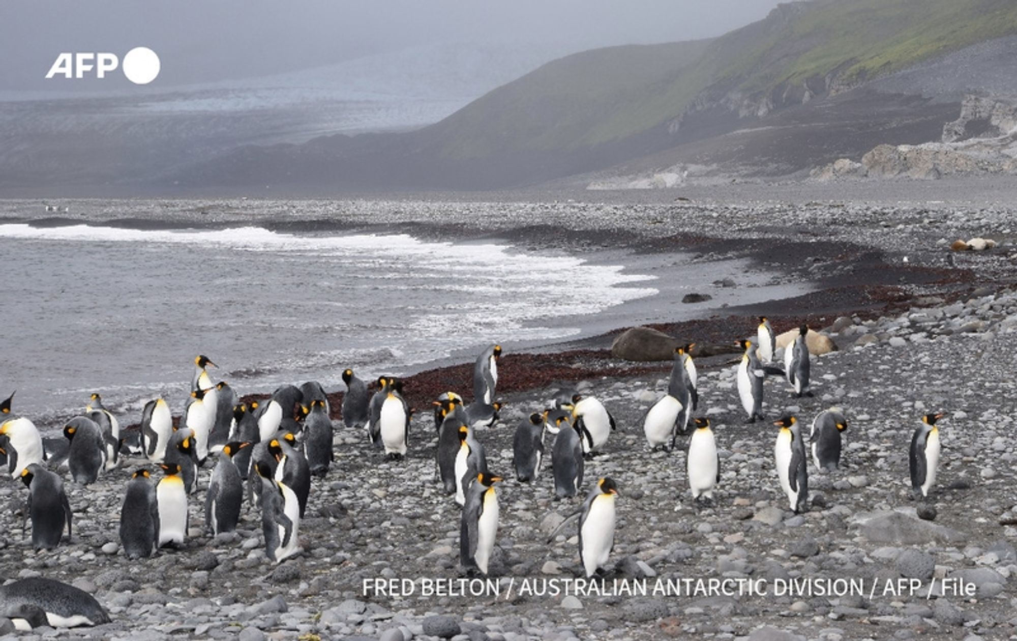 A group of king penguins congregates on a rocky beach, their distinctive black and white plumage contrasting with the grey pebbles. Some penguins are standing upright, while others are slightly hunched, showcasing their vibrant orange and yellow markings around their necks, which add a splash of color against the muted landscape. In the background, the ocean's gentle waves lap at the shore, reflecting the cloudy sky above, which is overcast with various shades of grey. The shoreline is dotted with seaweed and rocks, and a distant grassy slope and glacial features rise behind the penguins, indicating the rugged, remote environment of Heard Island and McDonald Island, an area rich in biodiversity. The image captures the essence of the marine park, emphasizing its importance as a habitat for wildlife amidst the stark beauty of Antarctica's natural landscape.