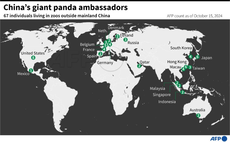 A world map titled "China's giant panda ambassadors" shows the distribution of 67 giant pandas residing in zoos outside mainland China, as counted by AFP as of October 15, 2024. Each country is marked with green circles indicating the number of pandas. The United States has 8 pandas, Germany has 5, and Japan has 6. Other countries with pandas include the Netherlands, Belgium, France, Spain, Denmark, Russia, South Korea, Qatar, Hong Kong, Macau, Taiwan, Malaysia, Singapore, Indonesia, and Australia, each marked with varying numbers. The infographic provides a visual understanding of the global presence of these giant panda individuals, highlighting their role as international symbols of wildlife conservation. The title and data are presented clearly in a professional layout, promoting readability and accessibility.