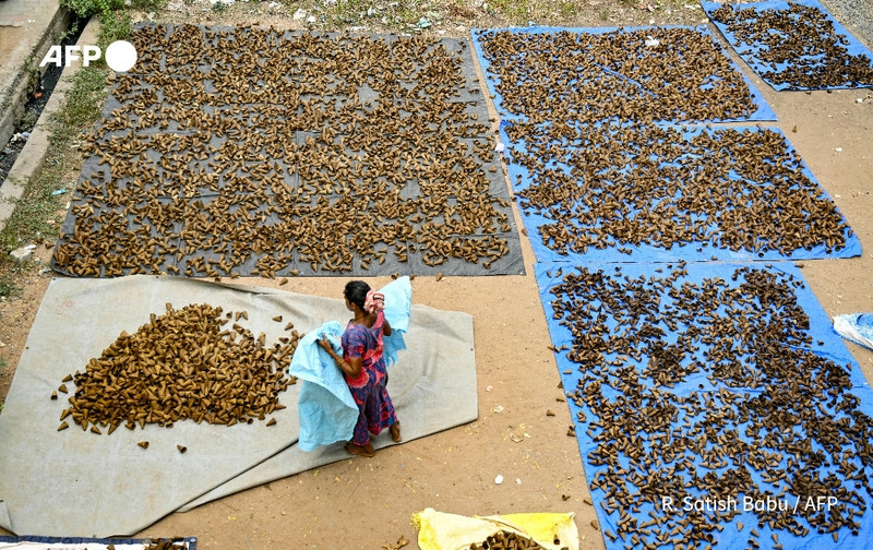 A bustling scene at a fireworks factory in India ahead of the Hindu festival of Diwali. The image shows several large blue tarps laid out on the ground, covered with hundreds of cone-shaped sparklers arranged neatly. In the foreground, a woman dressed in a vibrant blue and pink patterned sari is seen carrying a blue cloth, likely for wrapping or covering the sparklers. She stands next to a mound of unwrapped cone-shaped sparklers, which are piled high on a separate tarp. The background features more tarps filled with sparklers, highlighting the busy preparations and the vibrant colors of the festive season. The environment appears a bit rustic, with earthy ground indicating an outdoor setting, contributing to the atmosphere of industriousness as workers prepare for the upcoming celebrations.