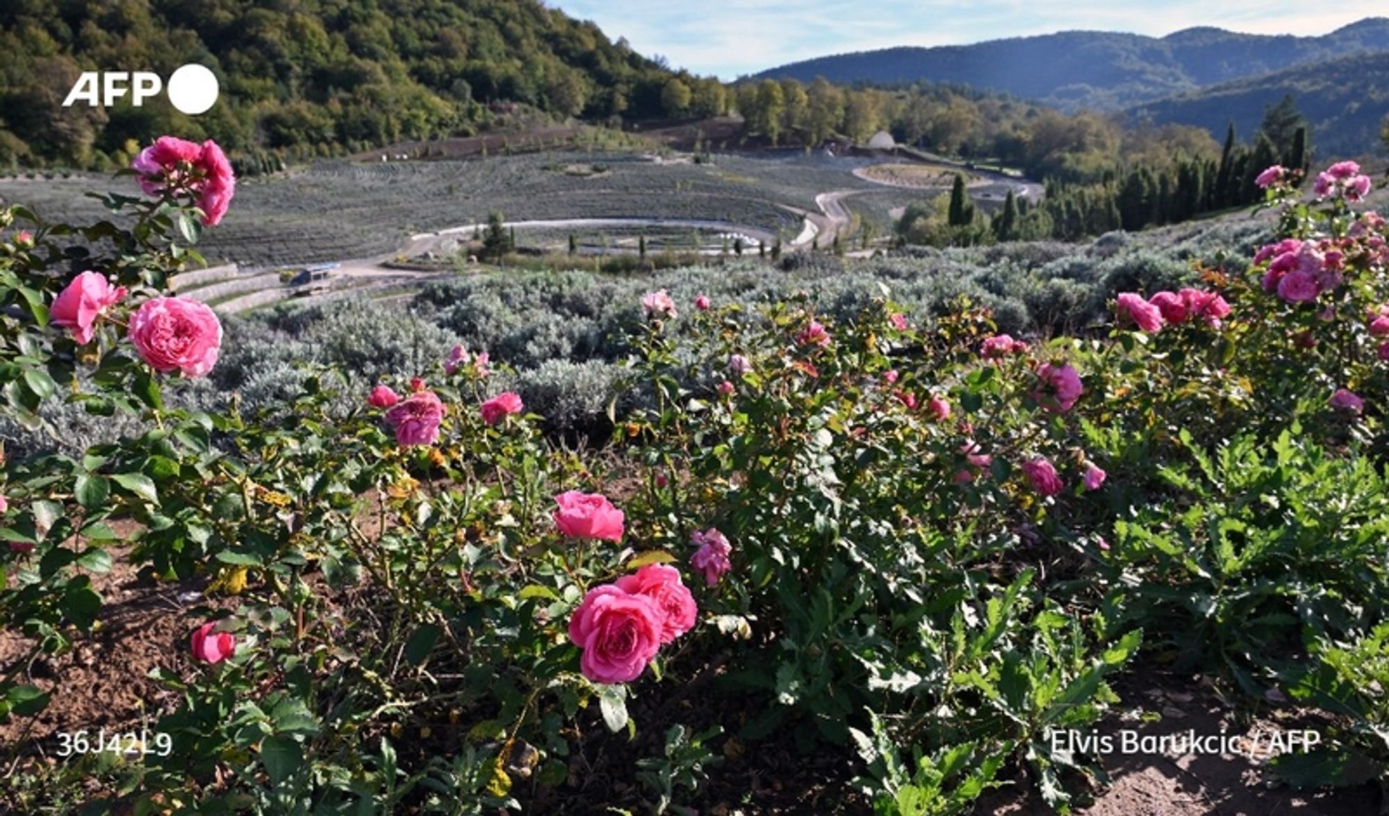 A vibrant landscape filled with blooming pink roses in the foreground, showcasing various shades from light to deep pink. The flowers are lush and densely packed, adding a striking contrast to the surrounding greenery. Behind the roses, a rolling expanse of land stretches out, dotted with fields of lavender, which appear in soft blue and purple hues, creating a serene and colorful mosaic. The background features undulating hills, lush with trees indicating a warm season, possibly autumn, as they exhibit a mix of green and golden leaves. A winding road can be seen in the distance, which indicates the presence of a path cutting through this picturesque scenery. The sky above is clear and bright, accentuating the beauty of this carefully cultivated garden, reminiscent of natural landscapes that could inspire artistic creations. Overall, the scene exemplifies the harmonious blend of nature and art.