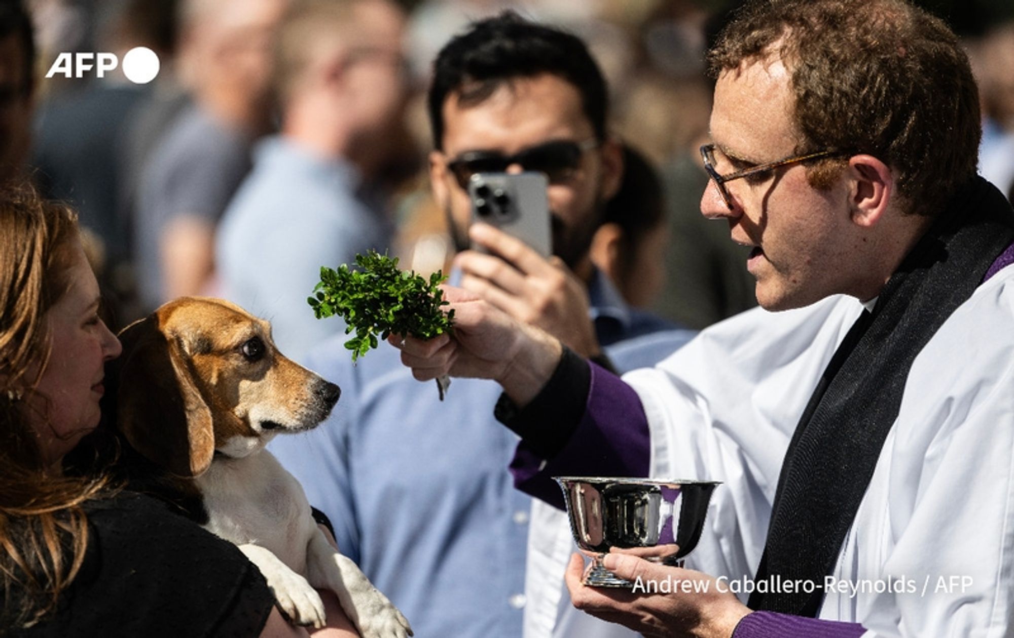 A man wearing a clerical robe, with a purple sash, is performing a blessing during the "Blessing of the Animals" event outside the Washington National Cathedral. He holds a small bowl in one hand and sprigs of greenery, possibly parsley, in the other. In front of him, a woman with shoulder-length, wavy red hair gently cradles a beagle, who has a curious expression, looking at the greenery. Behind them, a crowd is visible, with some individuals focused on the ceremony, some taking photos with their smartphones. The scene is vibrant, set against the majestic backdrop of the cathedral, capturing a moment of joy and reverence for pets and their owners in celebration of Saint Francis of Assisi.