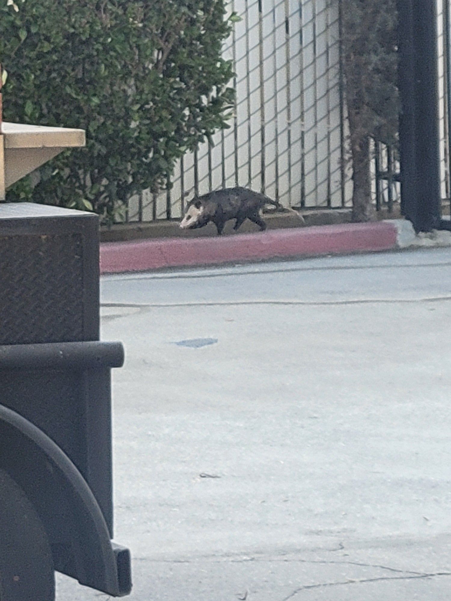 A possum walking past a white fence.