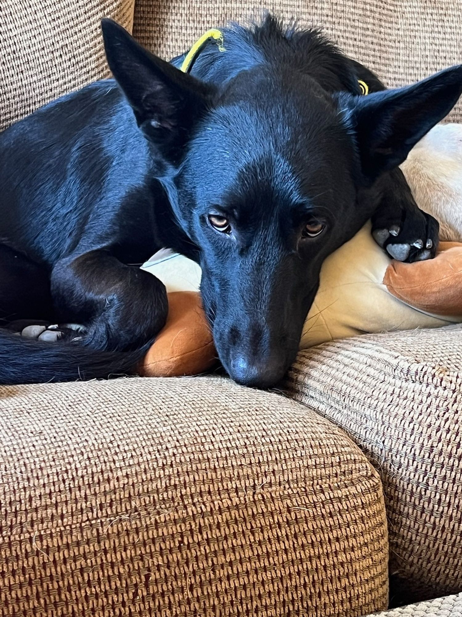 Black malinois sleeping on a paliko squishmallow on a brown sofa.