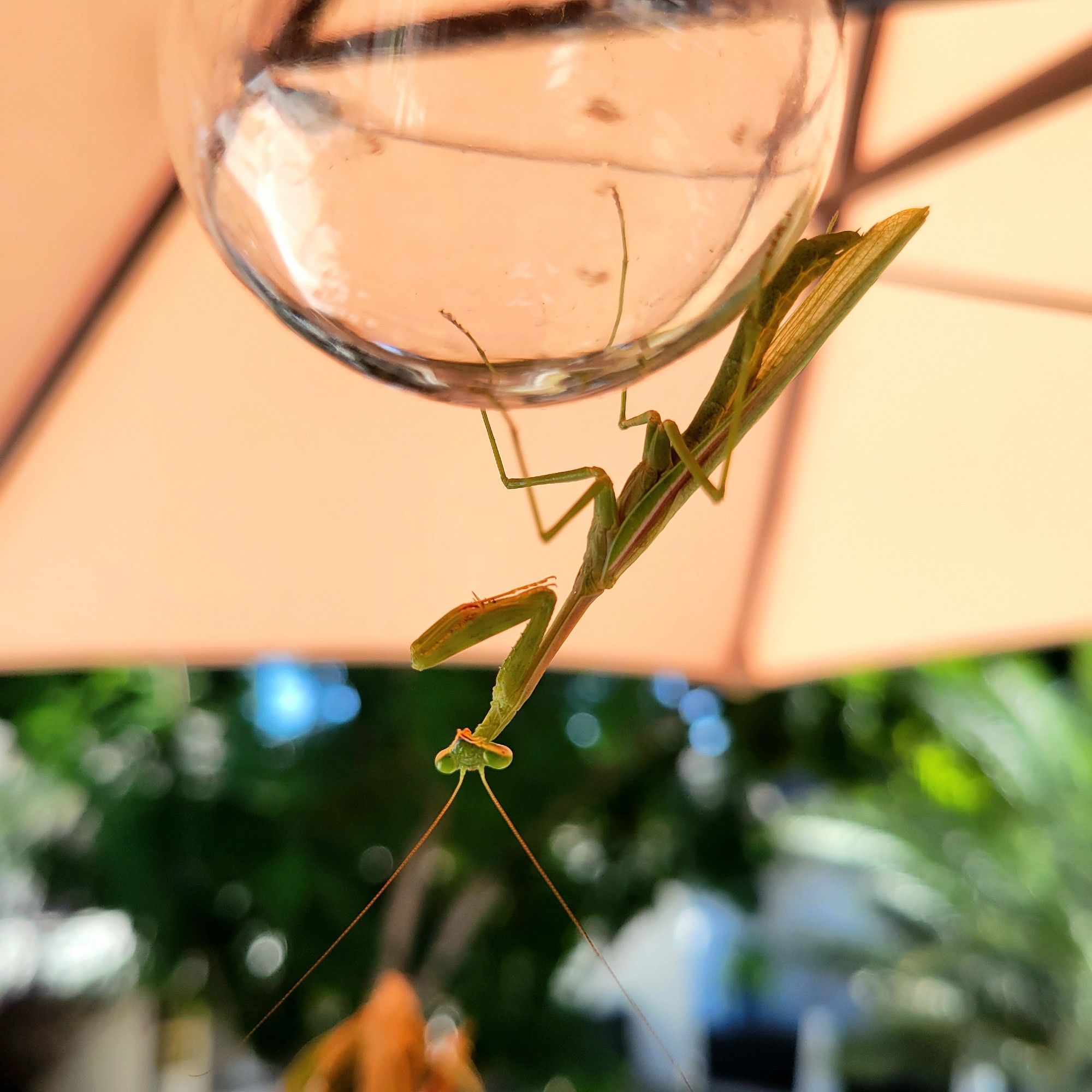 A large green praying mantis looking toward the camera, hanging upside down on a lightbulb beneath a patio umbrella.