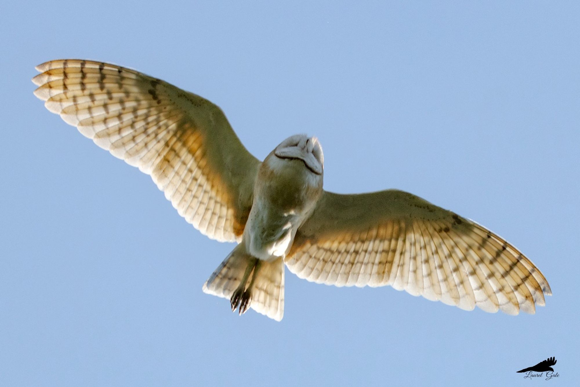 A barn owl soaring overhead.