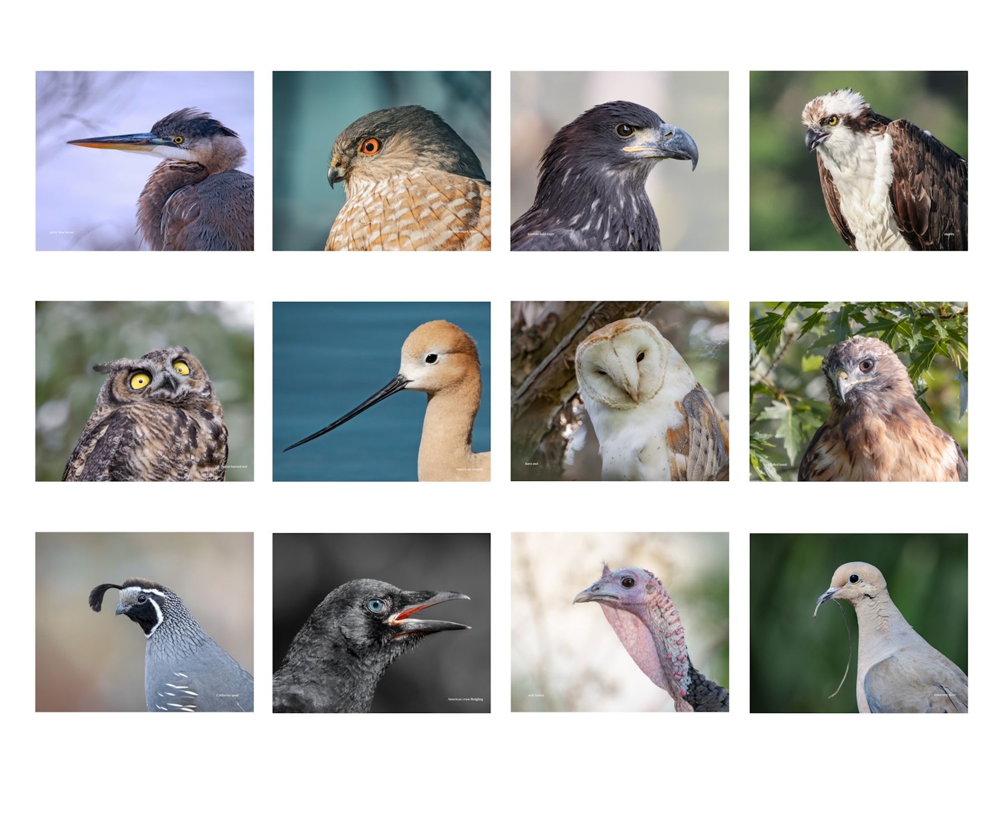 12 bird portraits: great blue heron, sharp shinned hawk, juvenile bald eagle, osprey, great horned owl, American avocet, barn owl, red-tailed hawk, California quail, American crow, wild turkey, and morning dove