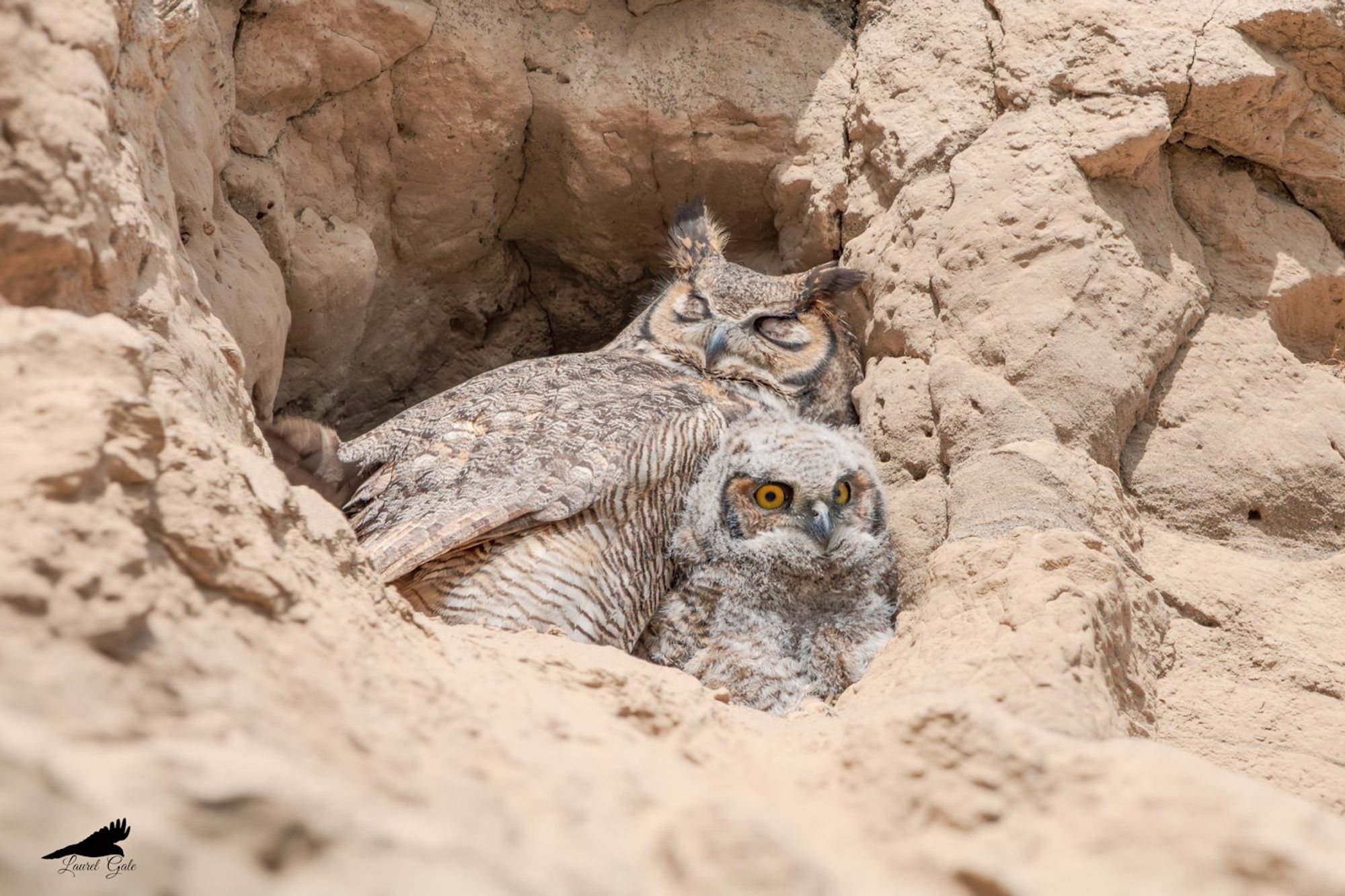 a great horned owl taking a nap while her owlet is wide awake