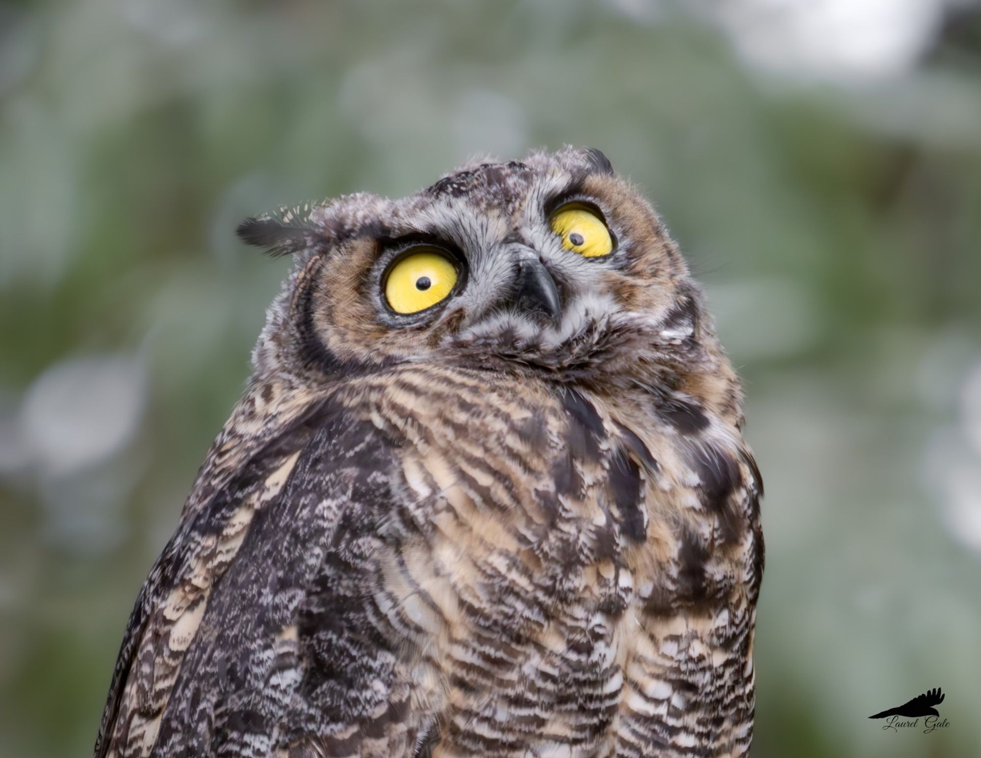 A photo of a young great horned owl, showing only the head and upper body. The owl's yellow eyes are opened wide in a rather goofy looking expression.