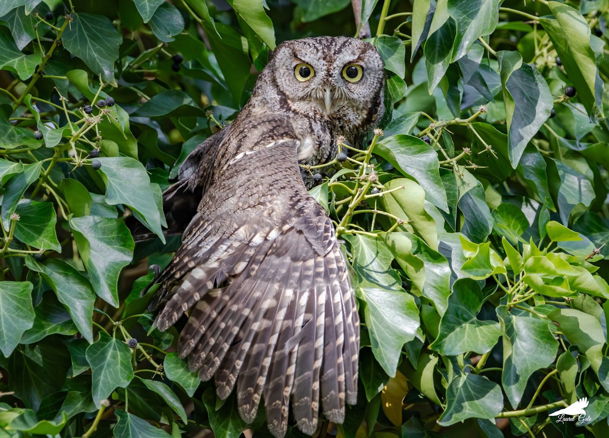 a western screech owl peeking out from behind thick leaves