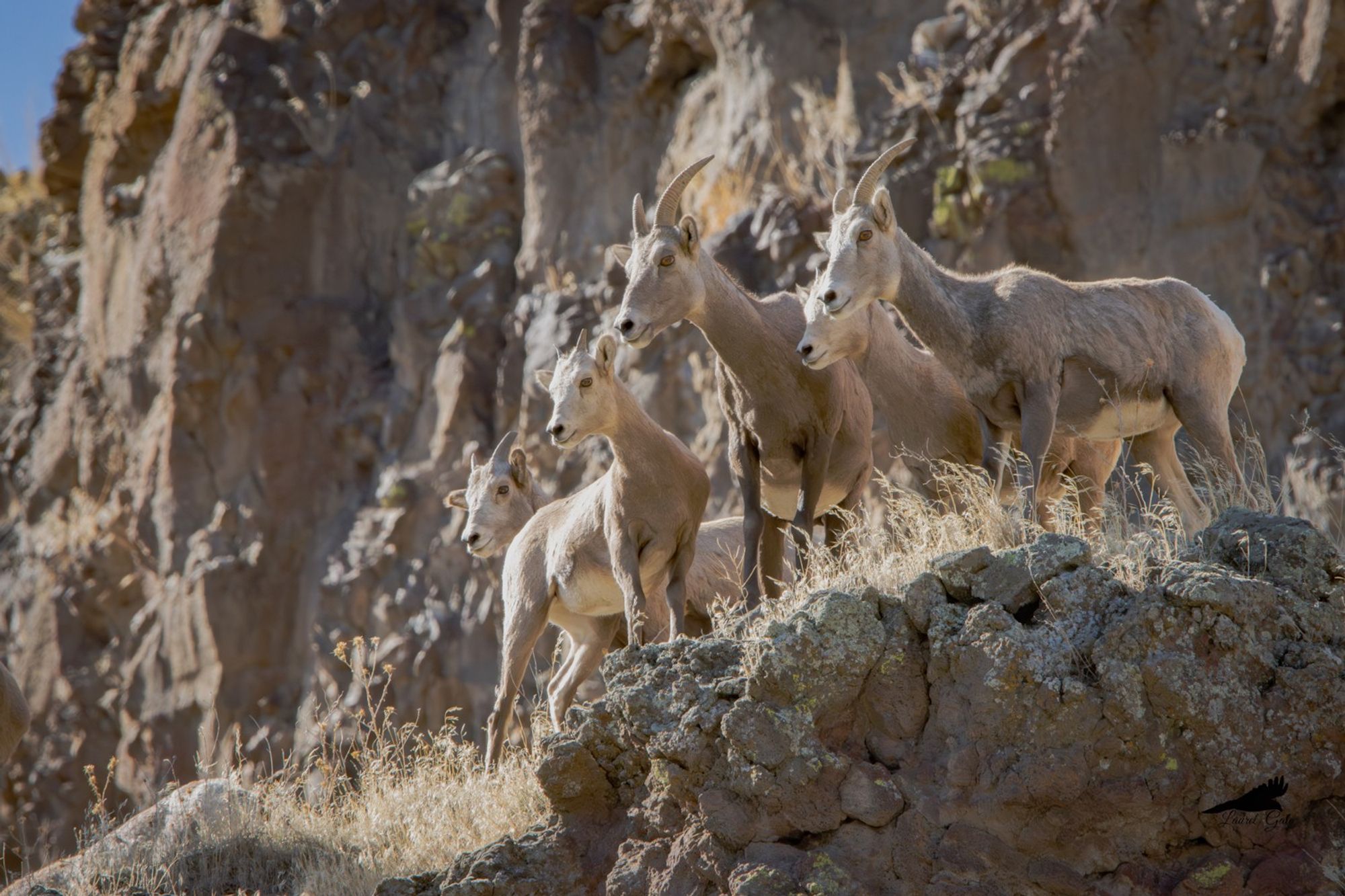 Five bighorn sheep look down from a rocky hill. They blend in quite well.