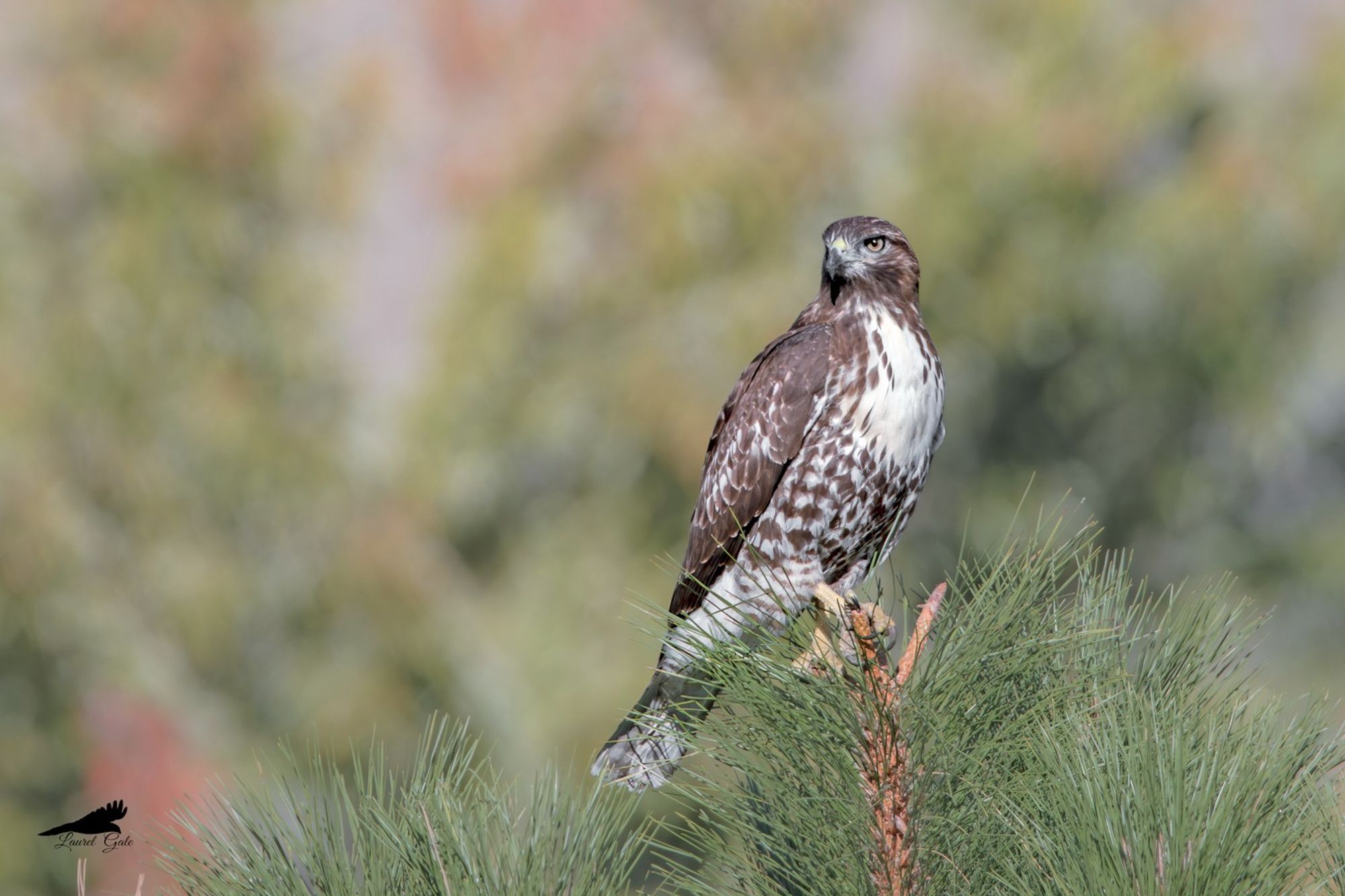 A red-tailed hawk perched on the top of a pine tree, with out-of-focus trees in the background.