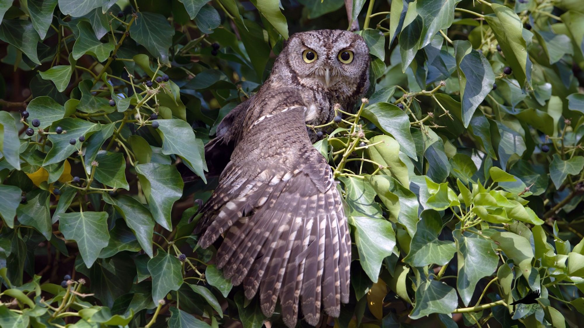 A photo of an owl. Only the head and one of the wings are visible, while the rest of the owl is hidden behind thick green leaves. While I was photographing some noisy songbirds, this owl suddenly emerged to swat the noisy birds away and then returned to its hiding spot.