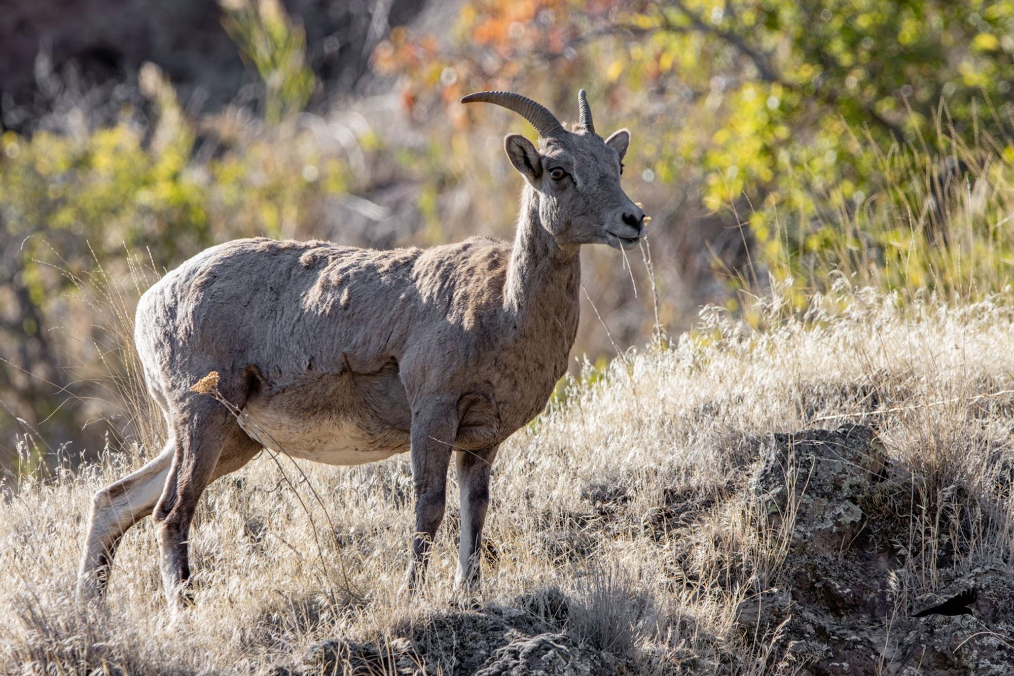 A bighorn sheep ewe.