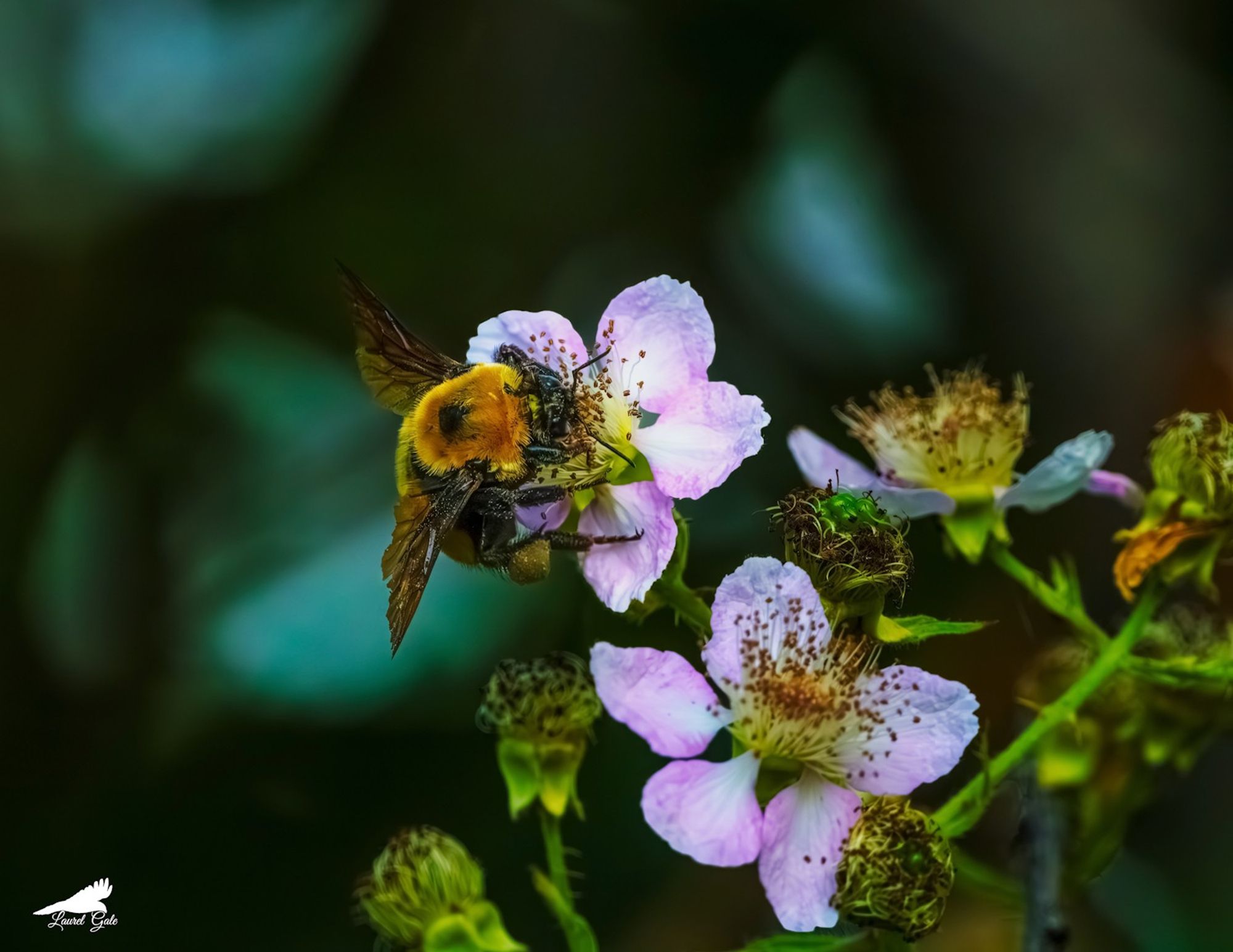 a bee on a blackberry flower