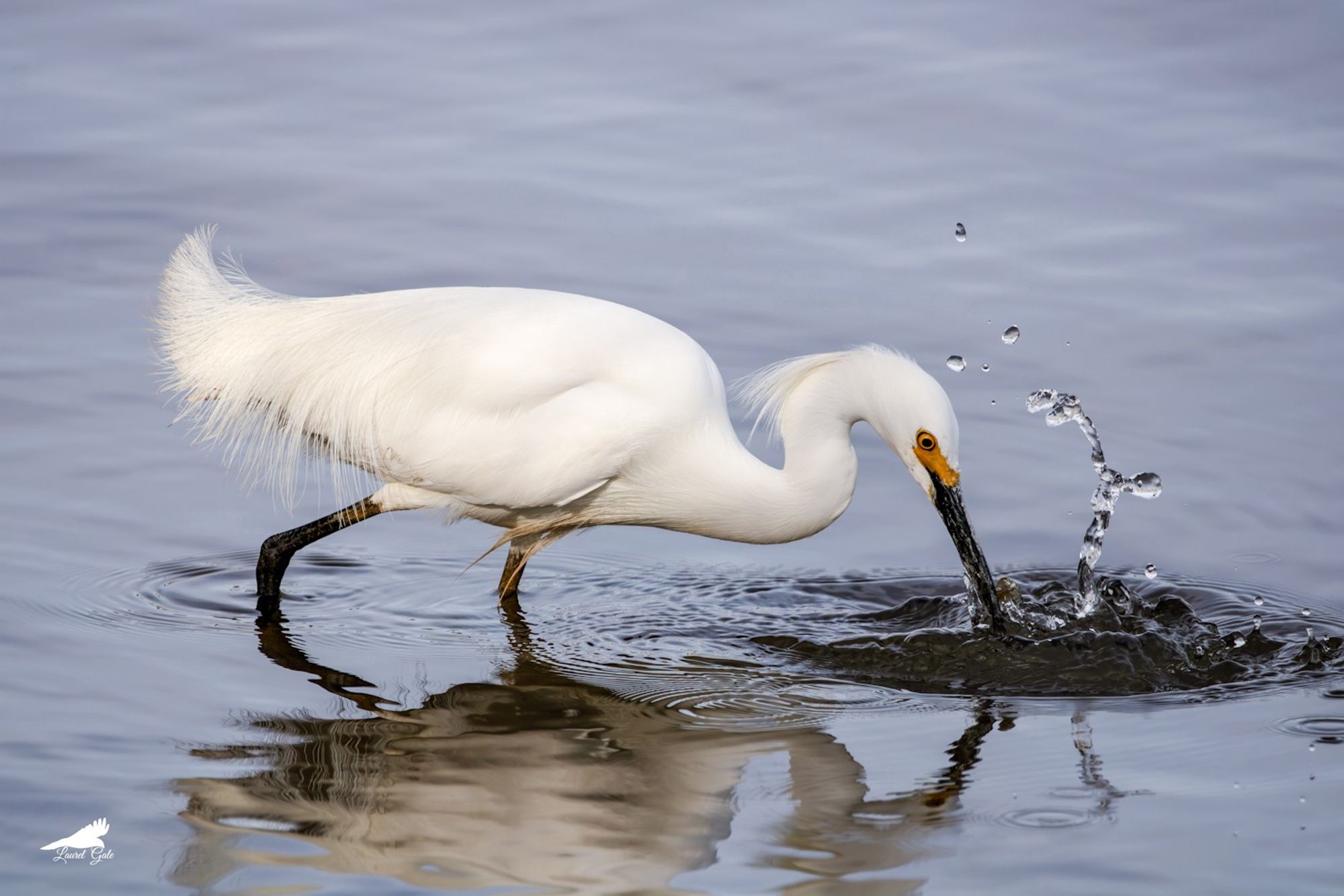 a snowy egret making a splash as it goes for a fish