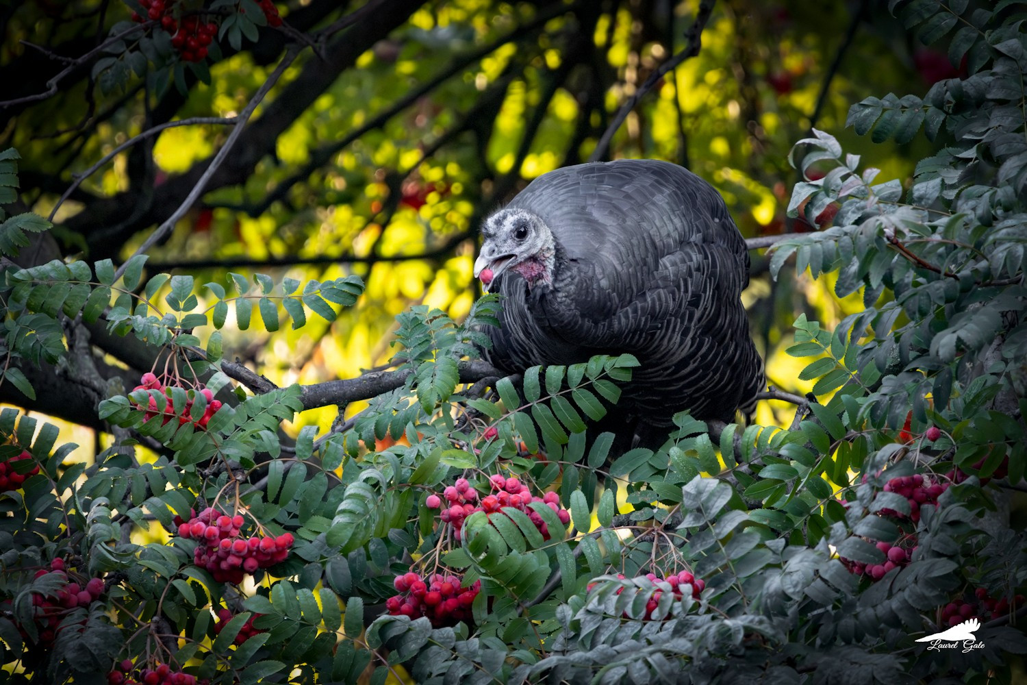 A wild turkey munching on berries while perched on a tree branch.