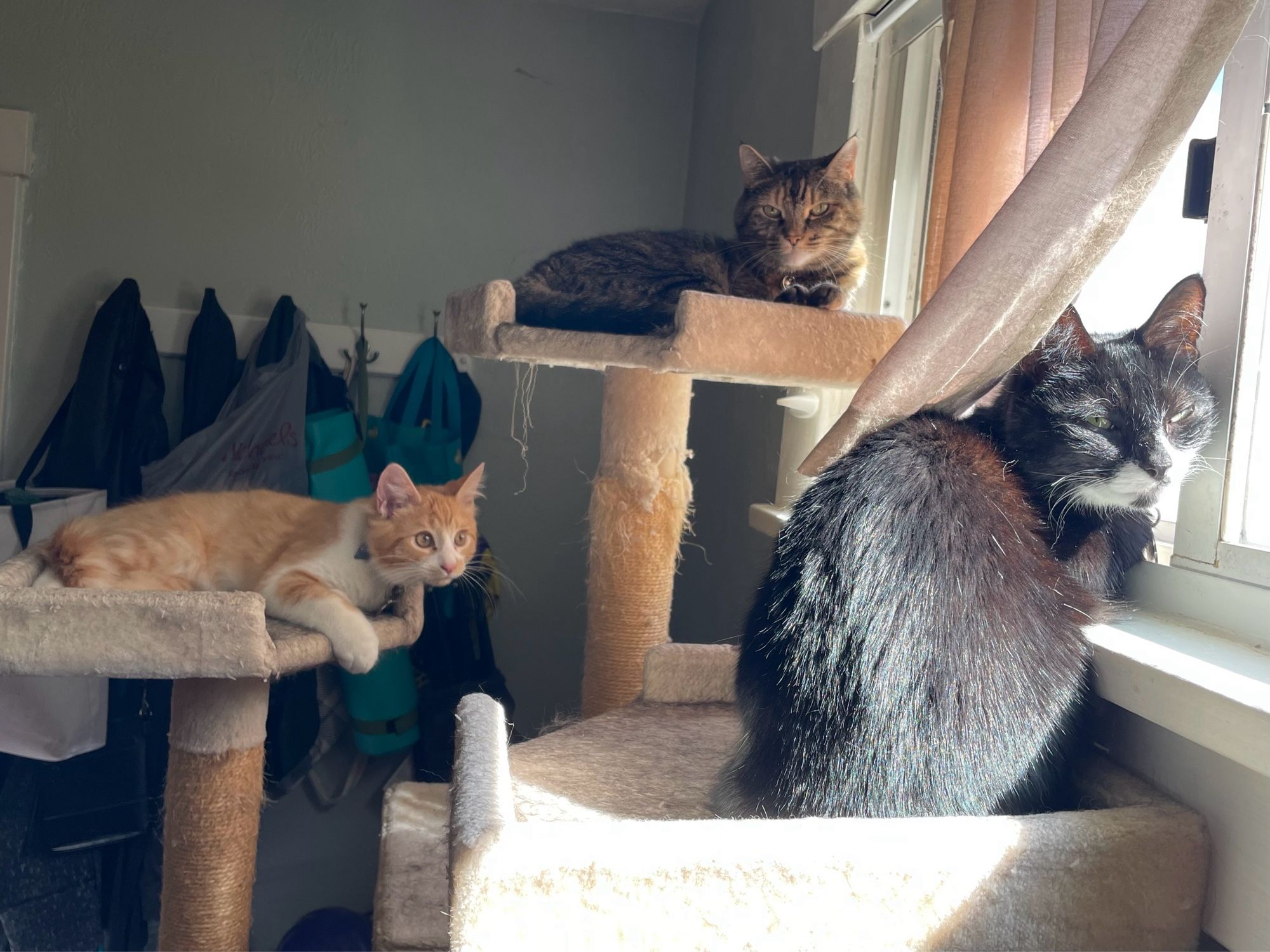 A torby with an angry face, a black and white tuxedo cat, and an orange and white tuxedo kitten all sit on a 3 platform cat tree in front of a sunny window.