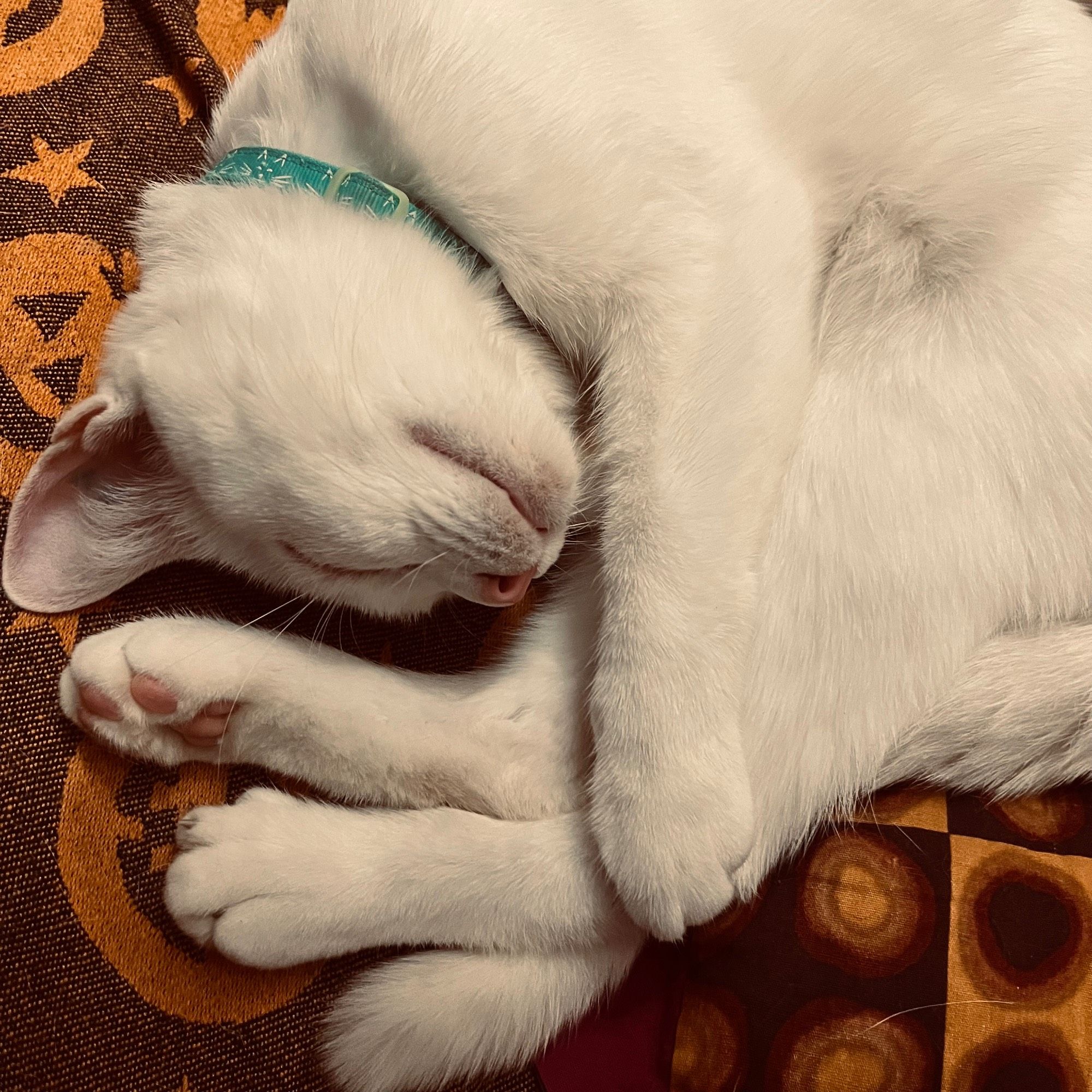 a white cat curls up to sleep, holding her rear legs with her front paw