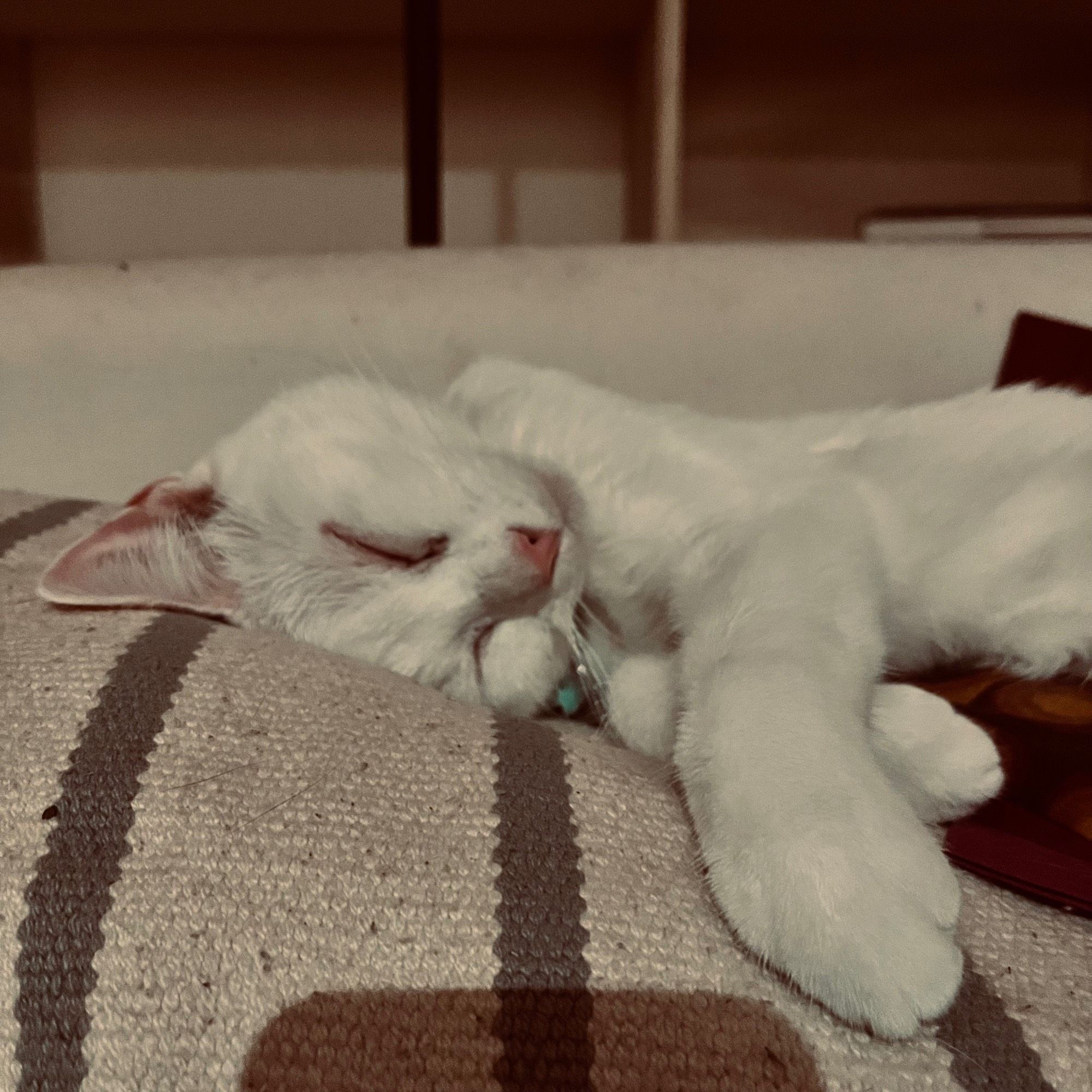 cute white cat sleeps on pillow with her head turned up and her paw toward camera