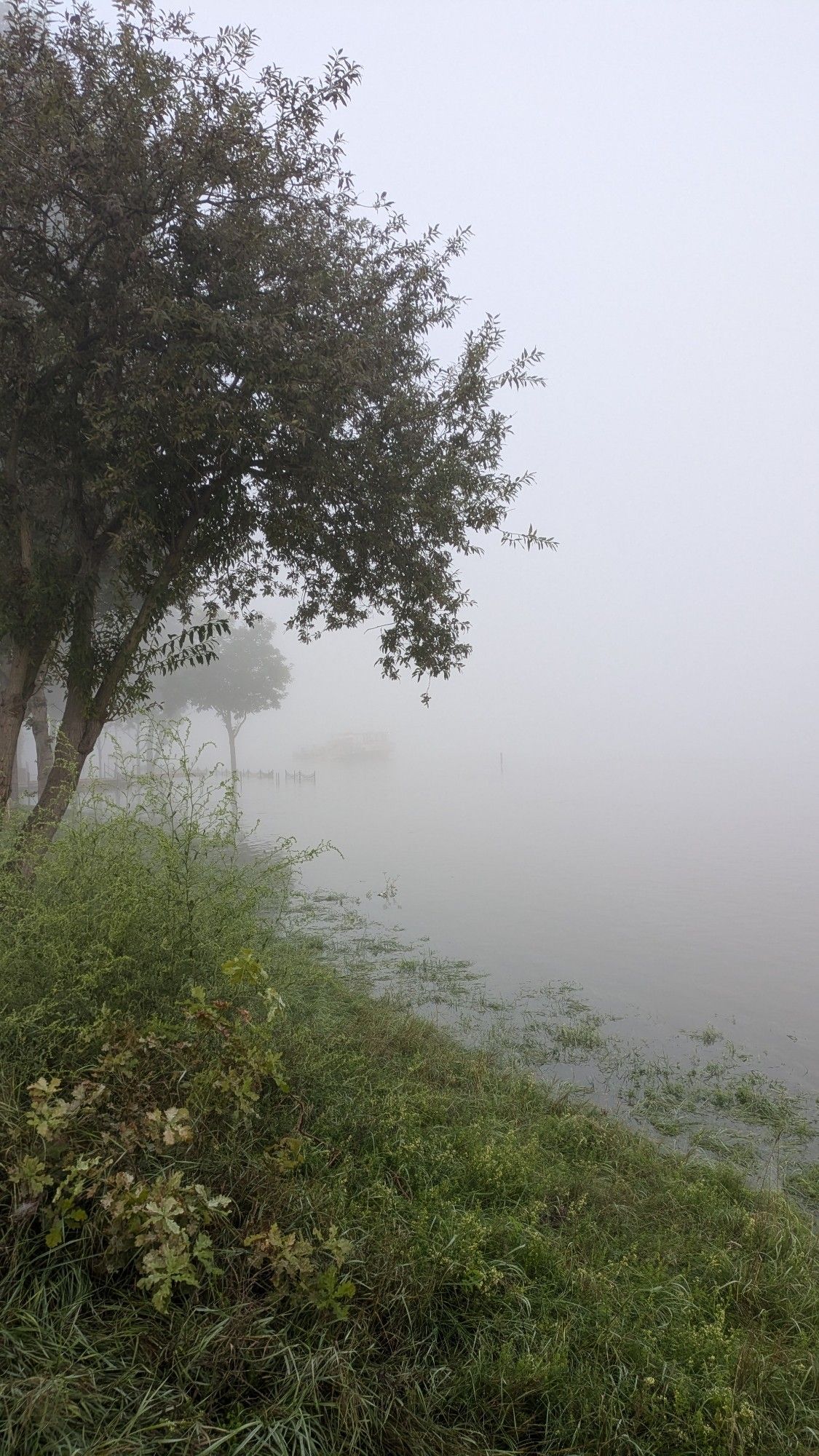 Hochwasser an der Elbe. Nebel so stark, dass das gegenüberliegende Ufer nicht zu sehen ist