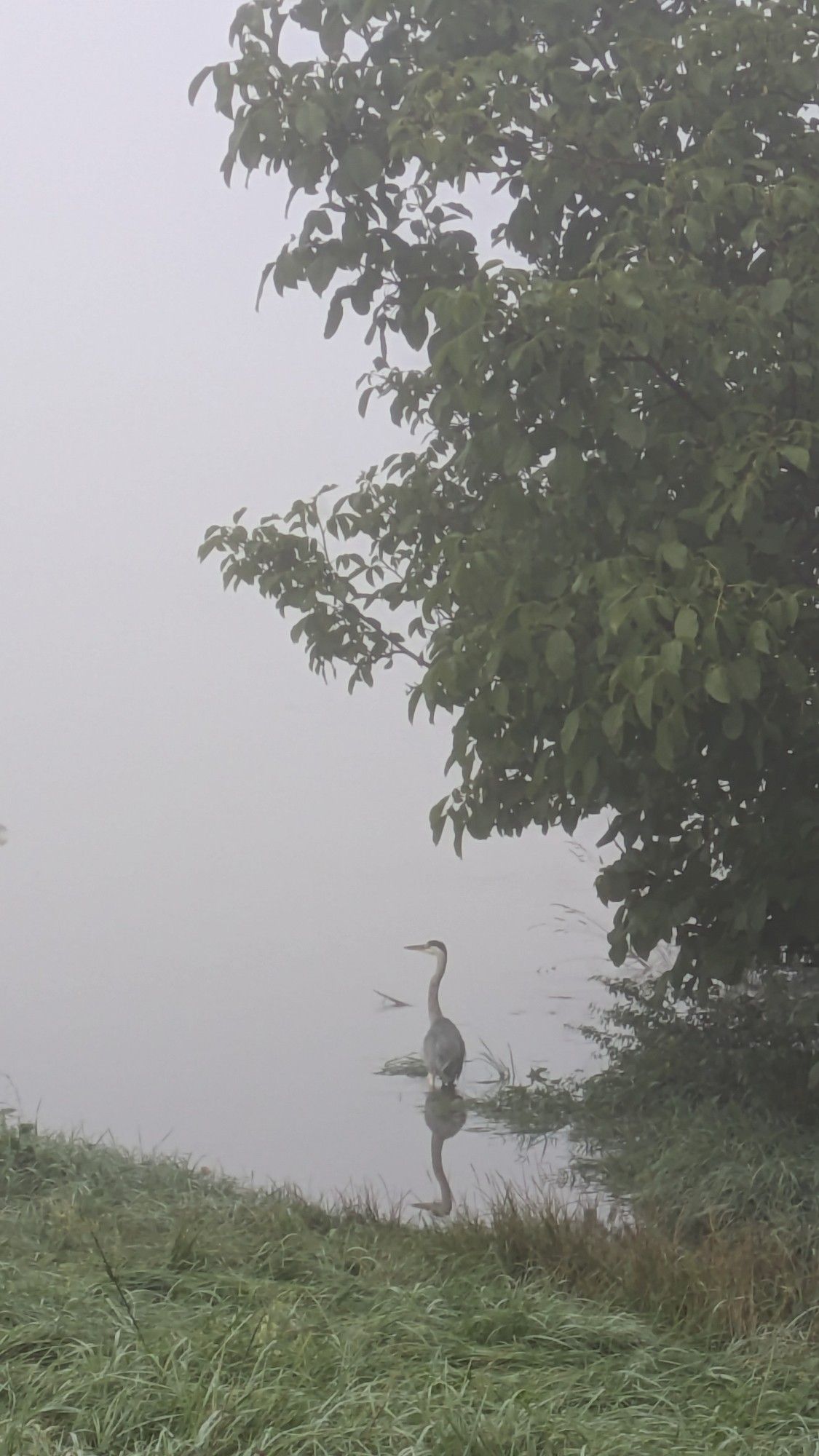 Ein Reiher am überschwemmten Ufer. Nebel