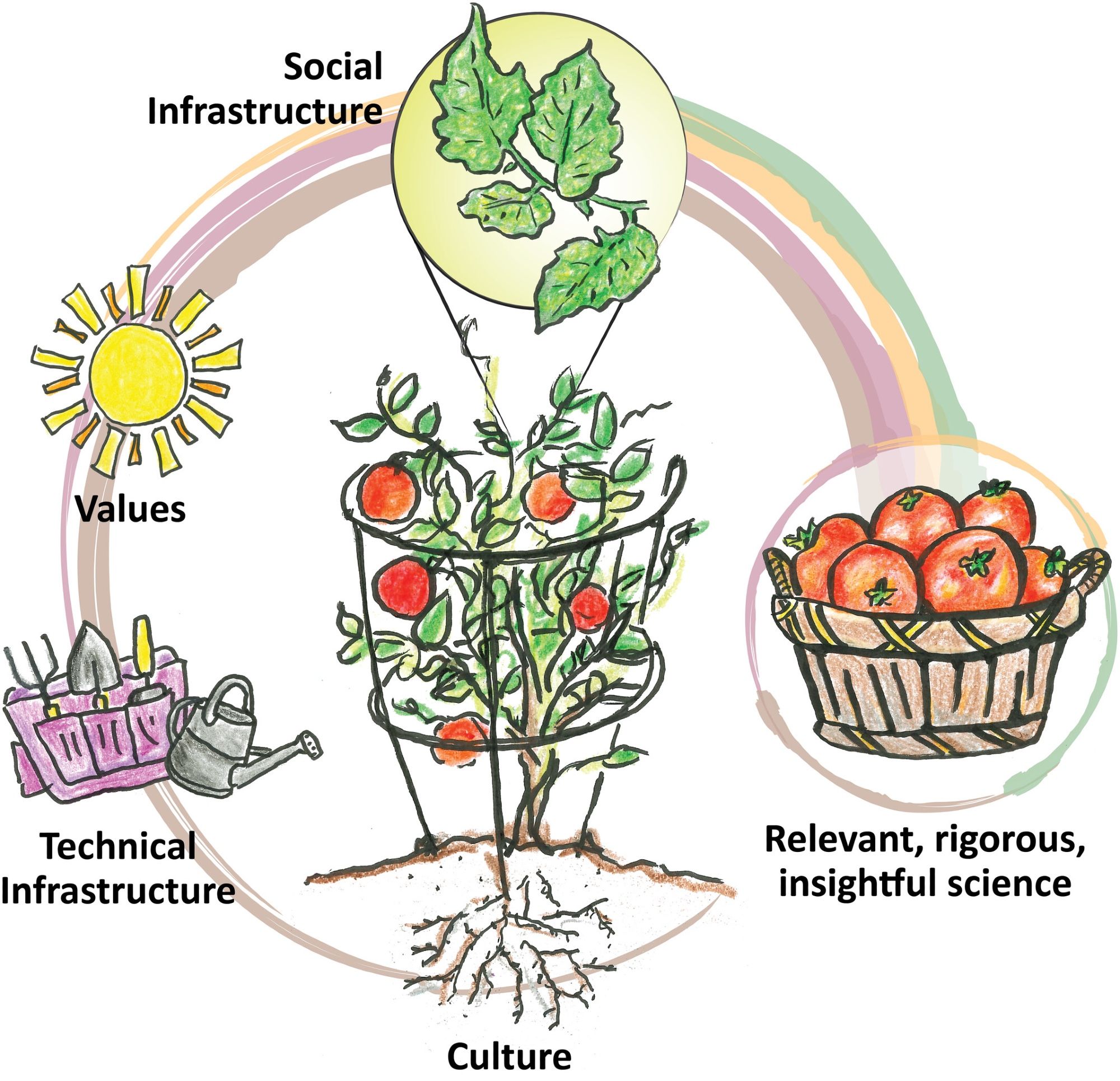 Illustration of a tomato plant in a growth cage encircled by a pastel rainbow. At the base is the word Culture under roots; up to the left progressing along the circle Technical Infrastructure under a garden tool bag and watering can; higher up Values under a sun; at top Social Infrastructure to left of inset of leaves, to right Relevant, rigorous, insightful science under a basket of tomatoes