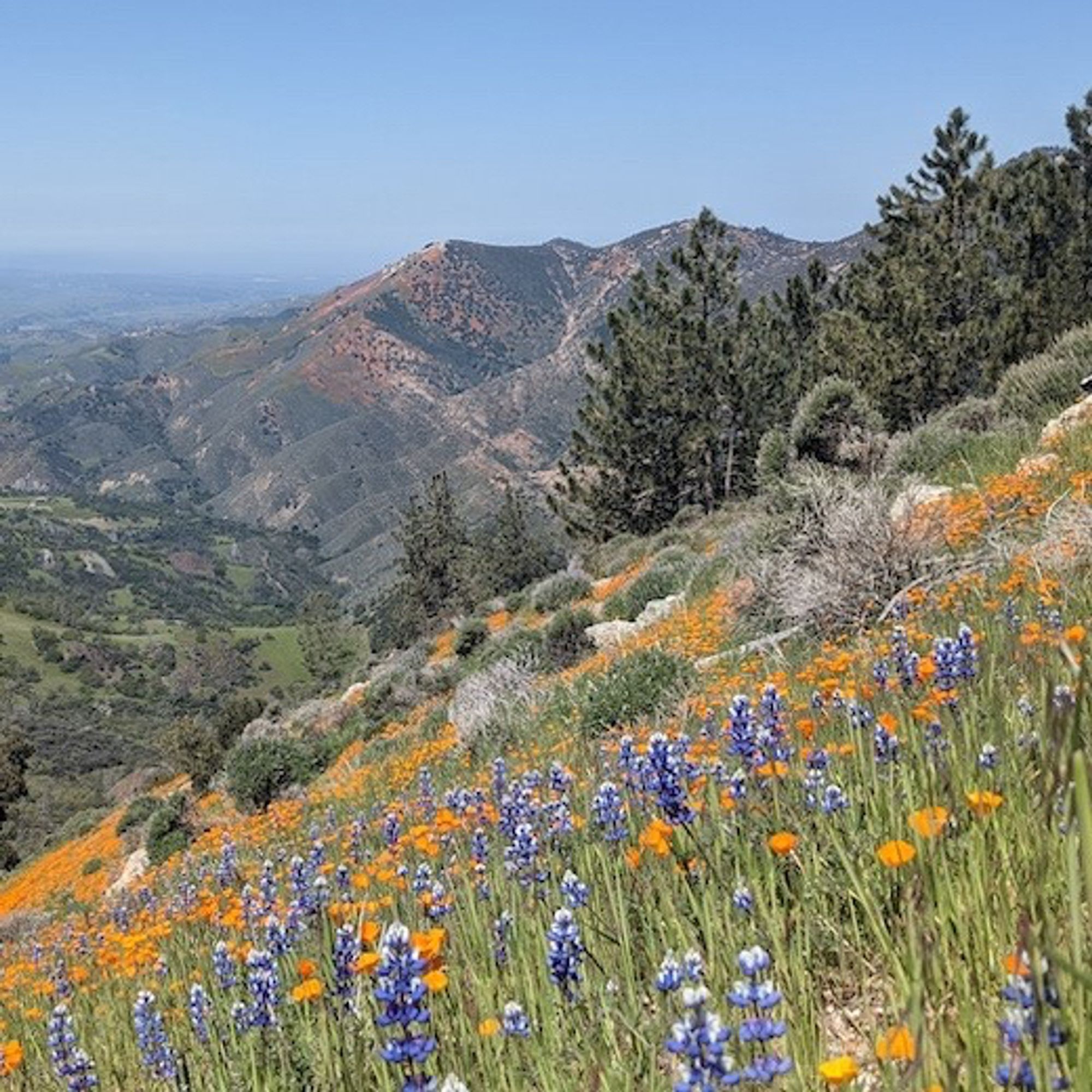 landscape with blue sky, mountains and valley in background, trees in midground, dense cover of purple lupins and orange poppies on hillside in foreground