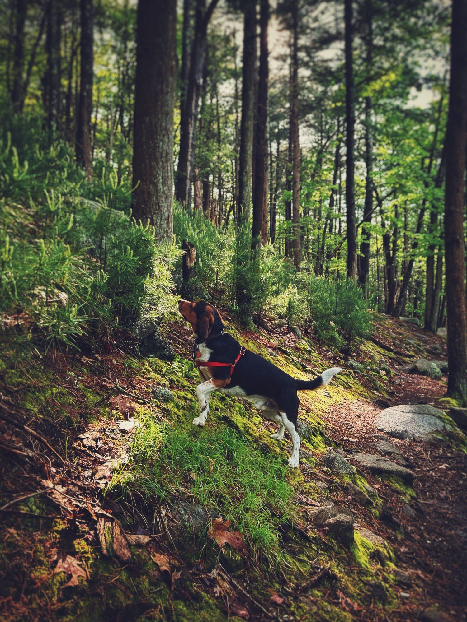 Beagle pointing towards something he smells in the woods.