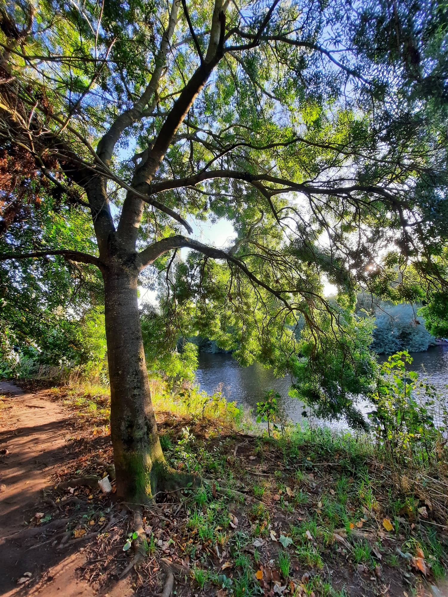 An Ash tree on the bank of the Rover Ouse in York with sunshine and blue sky