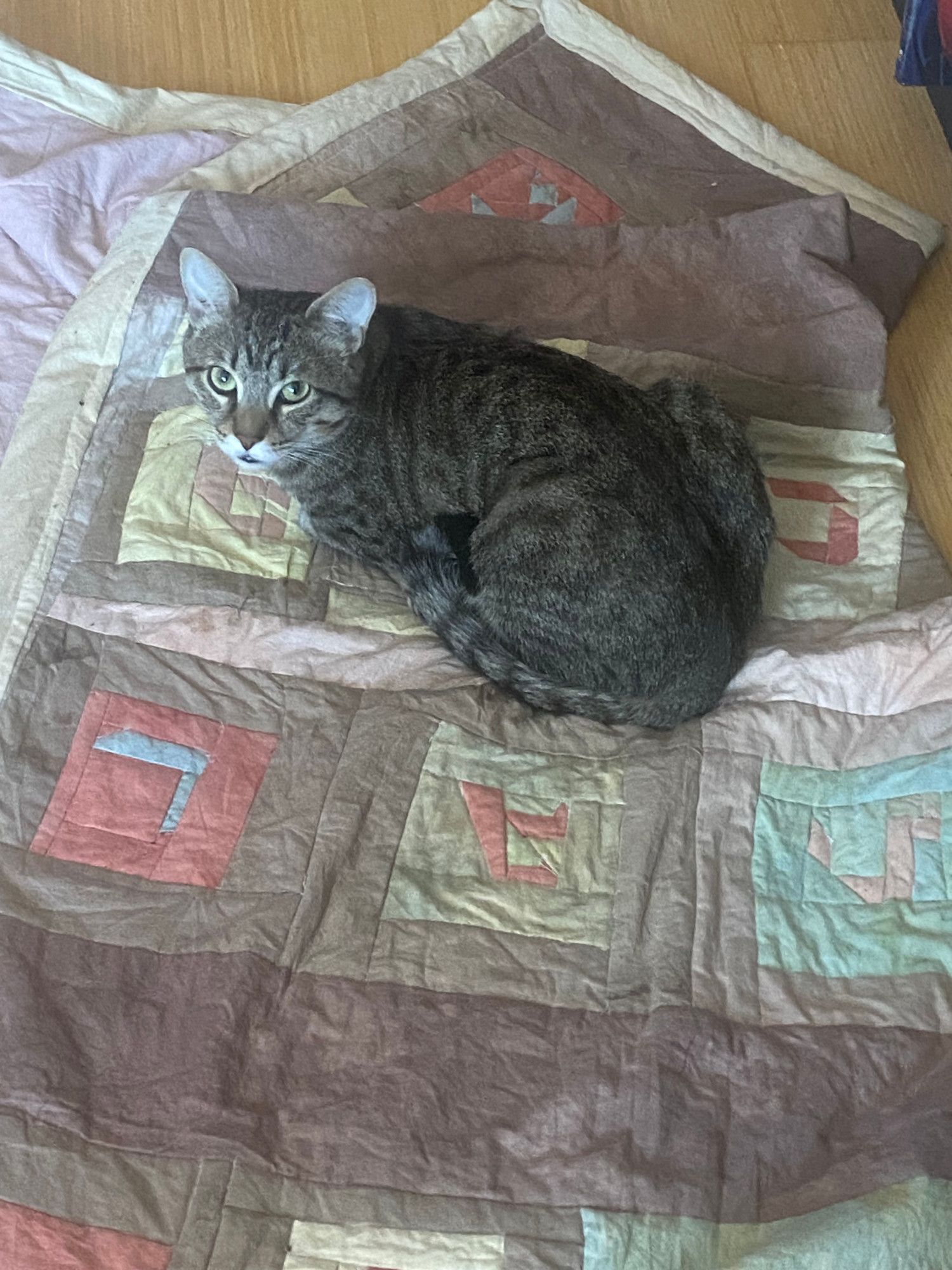 The third picture shows a close up of the bottom right quarter, with a tabby cat sitting on it looking up at the camera. The colors are brighter and clearer in that photograph