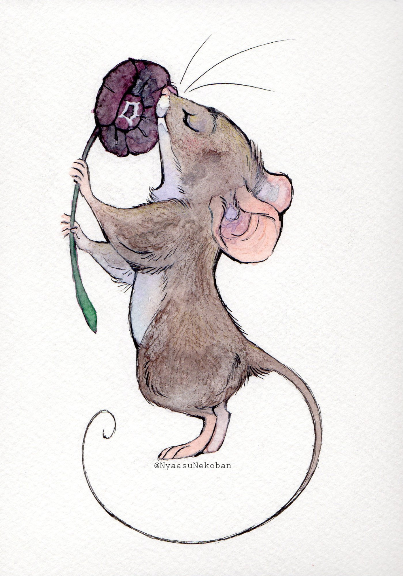 A watercolor painting of a brown mouse sniffing a dark purple flower known as Houndstongue.