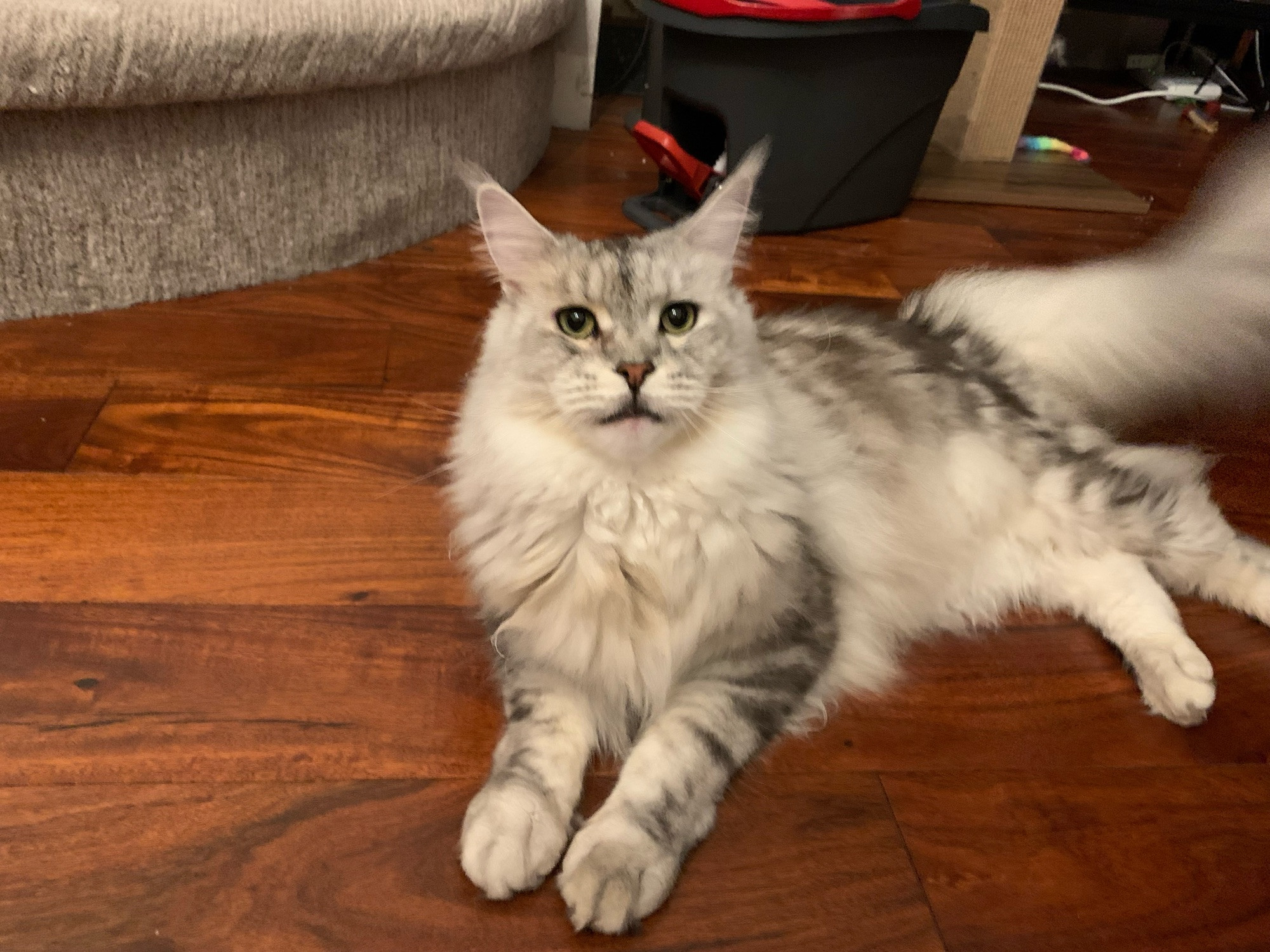 Silver tabby maine coone laying on a wood floor