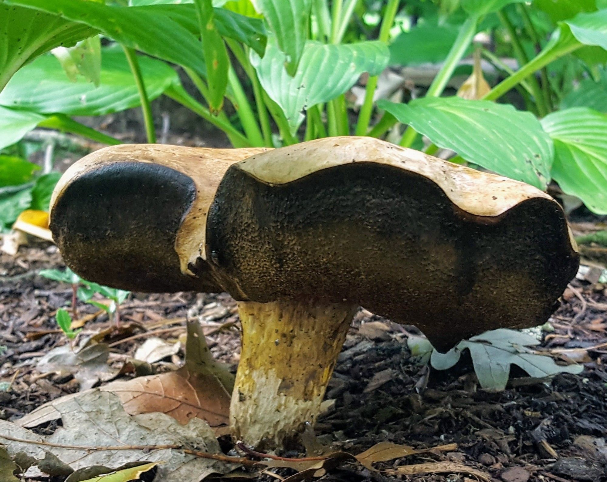 Possible Boletus mushroom in the hostas, Cape cod