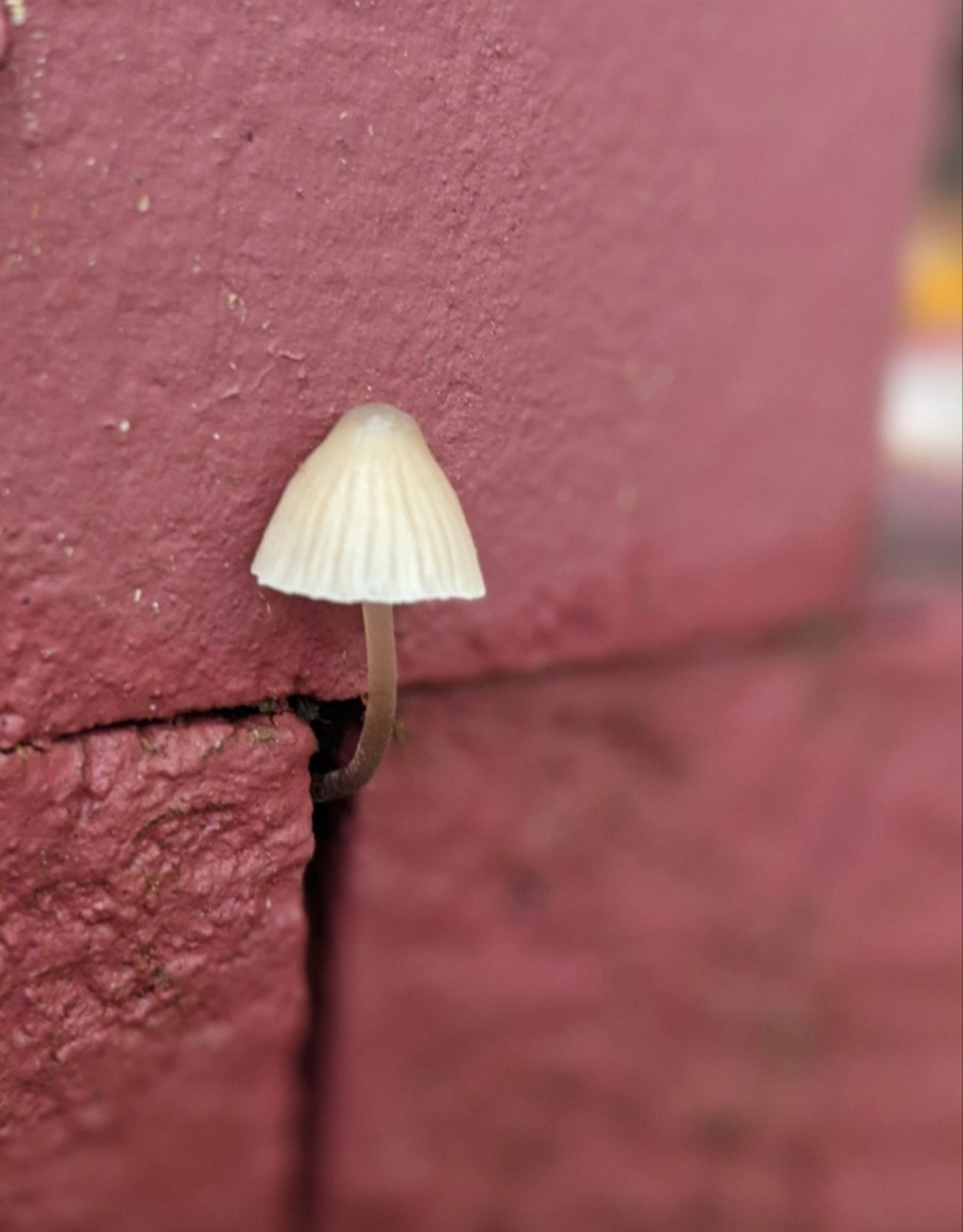 Tiny whiteish umbrella looking mushroom growing out of the side of a gap in a red brick wall.