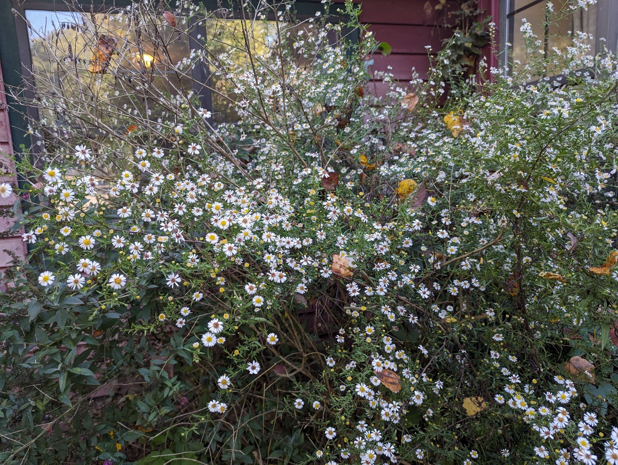 Hundreds of white Aster flowers blooming over 6 feet high