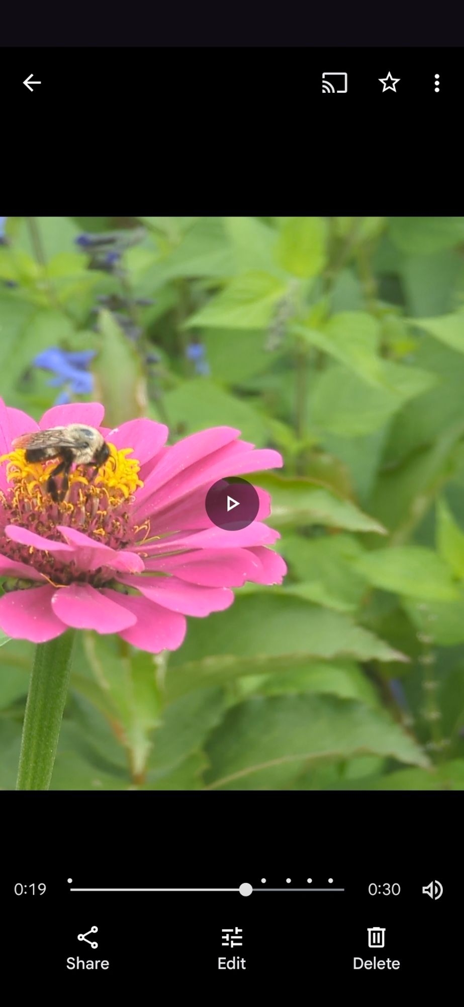 Bumblebee Bee on a beautiful Zinnia